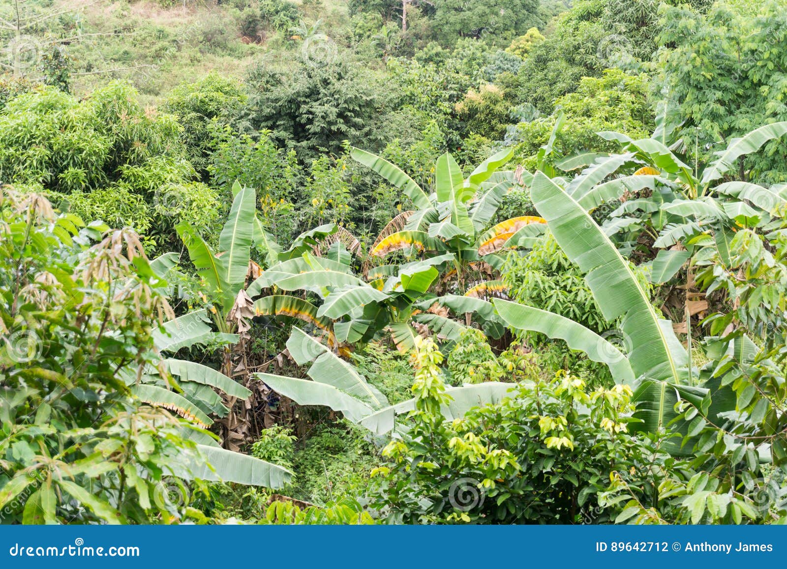 Banana tree in the tropics stock photo. Image of fruit 89642712