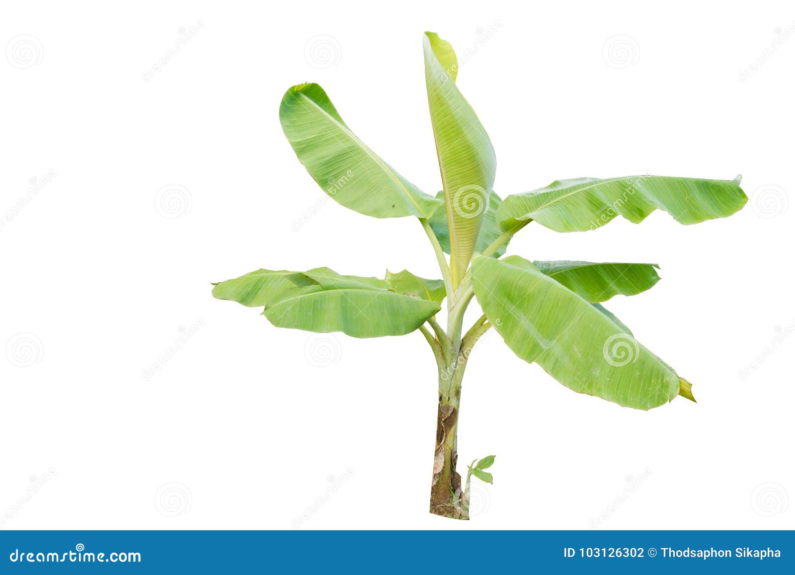 Banana tree stock photo. Image of foliage, stem, botany 103126302