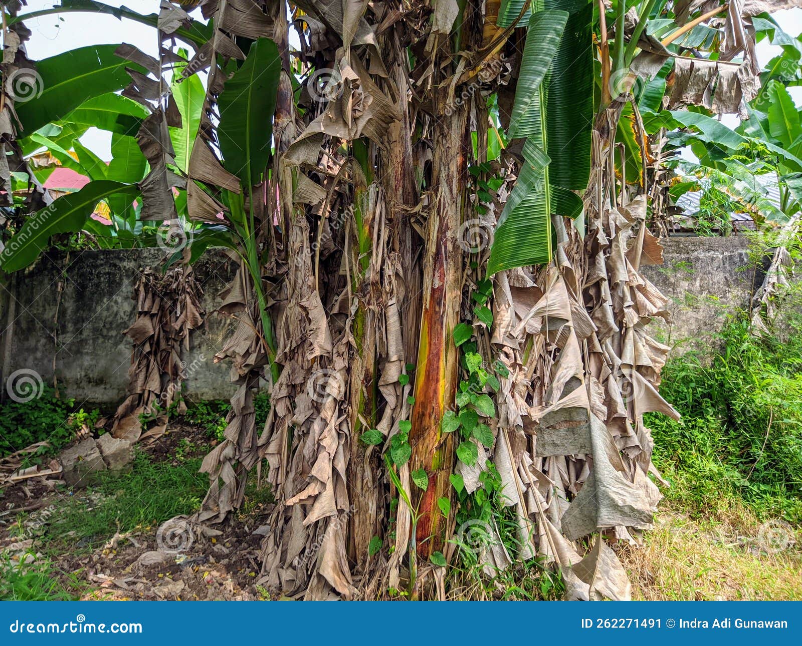 Banana Tree Whose Leaves Turn Brown Stock Image Image of beauty