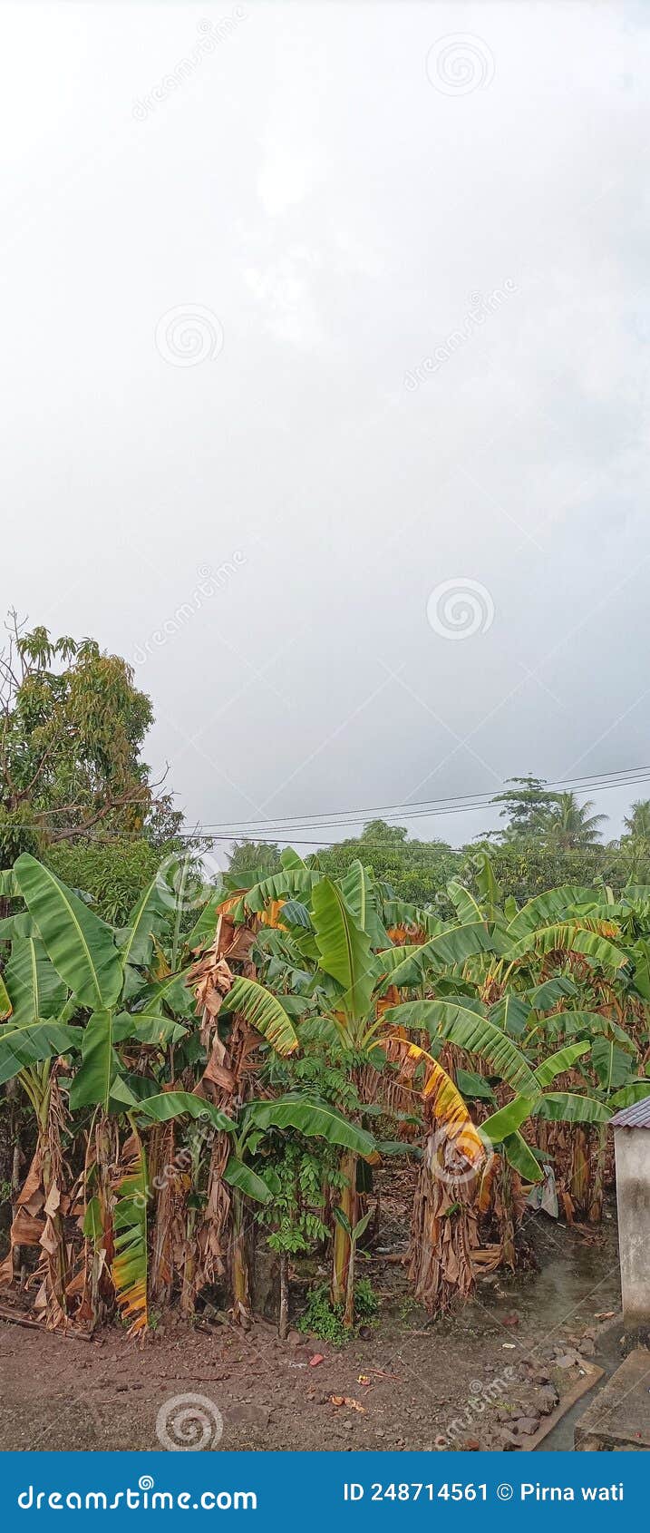 Banana Trees after Rainy Day Stock Image Image of green, rainy 248714561