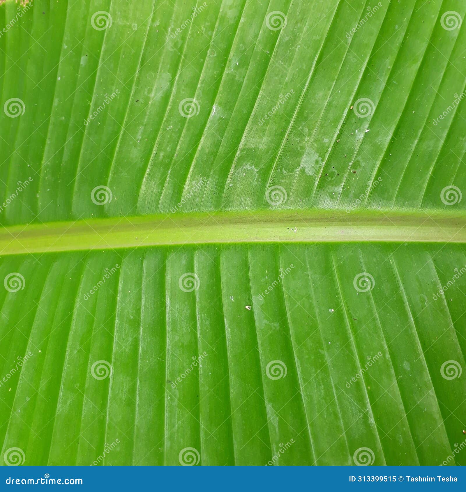 banana trees are tropical and originate in rainforests,