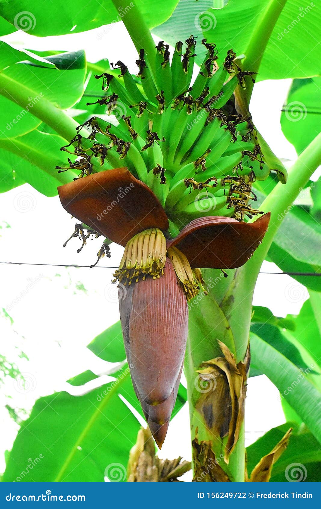 Banana Und Sein Riesiges Herz Stockfoto Bild von bananen, enorm