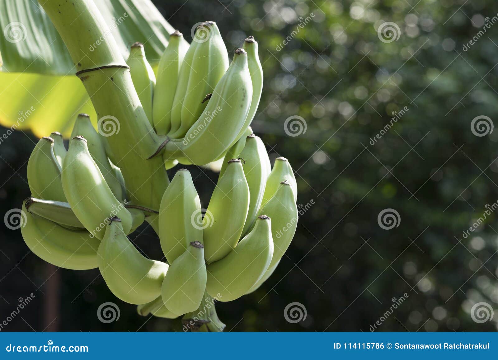 Banana verde na árvore com fundo do bokeh