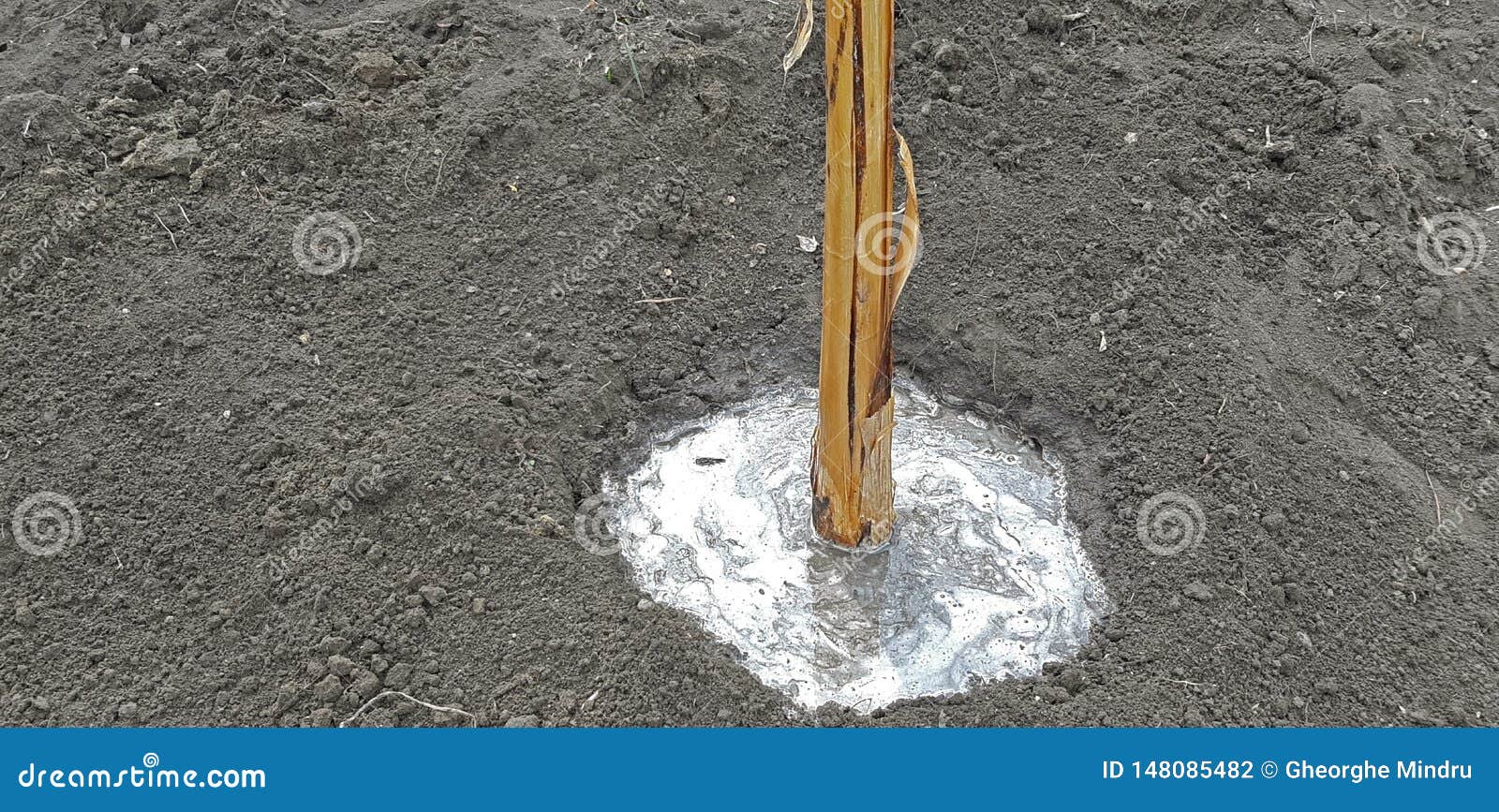 Banana Watering in the Garden after Planting Stock Photo Image of