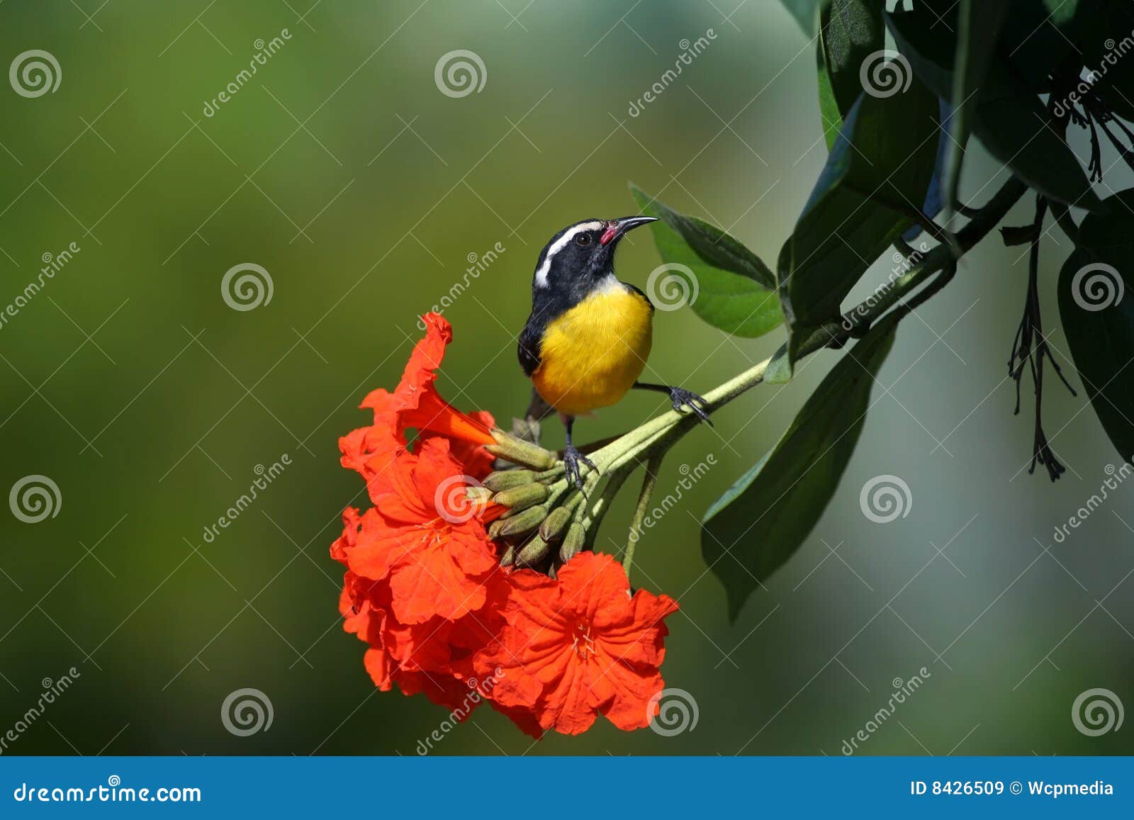 Bananaquit stock image. Image of plumage, coereba, flaveola - 8426509