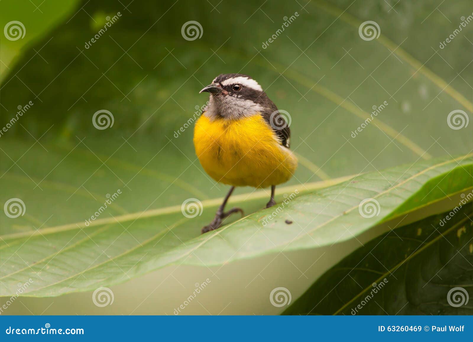 bananaquit