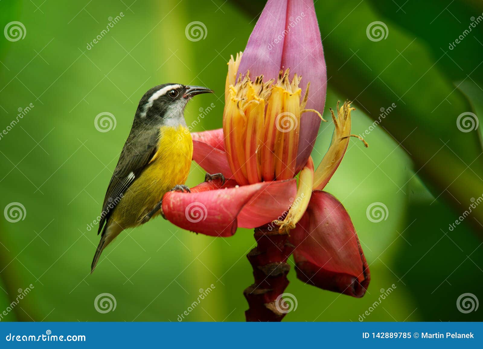 Bananaquit - Coereba Flaveola Passerine Bird, Tanager Family, Often ...