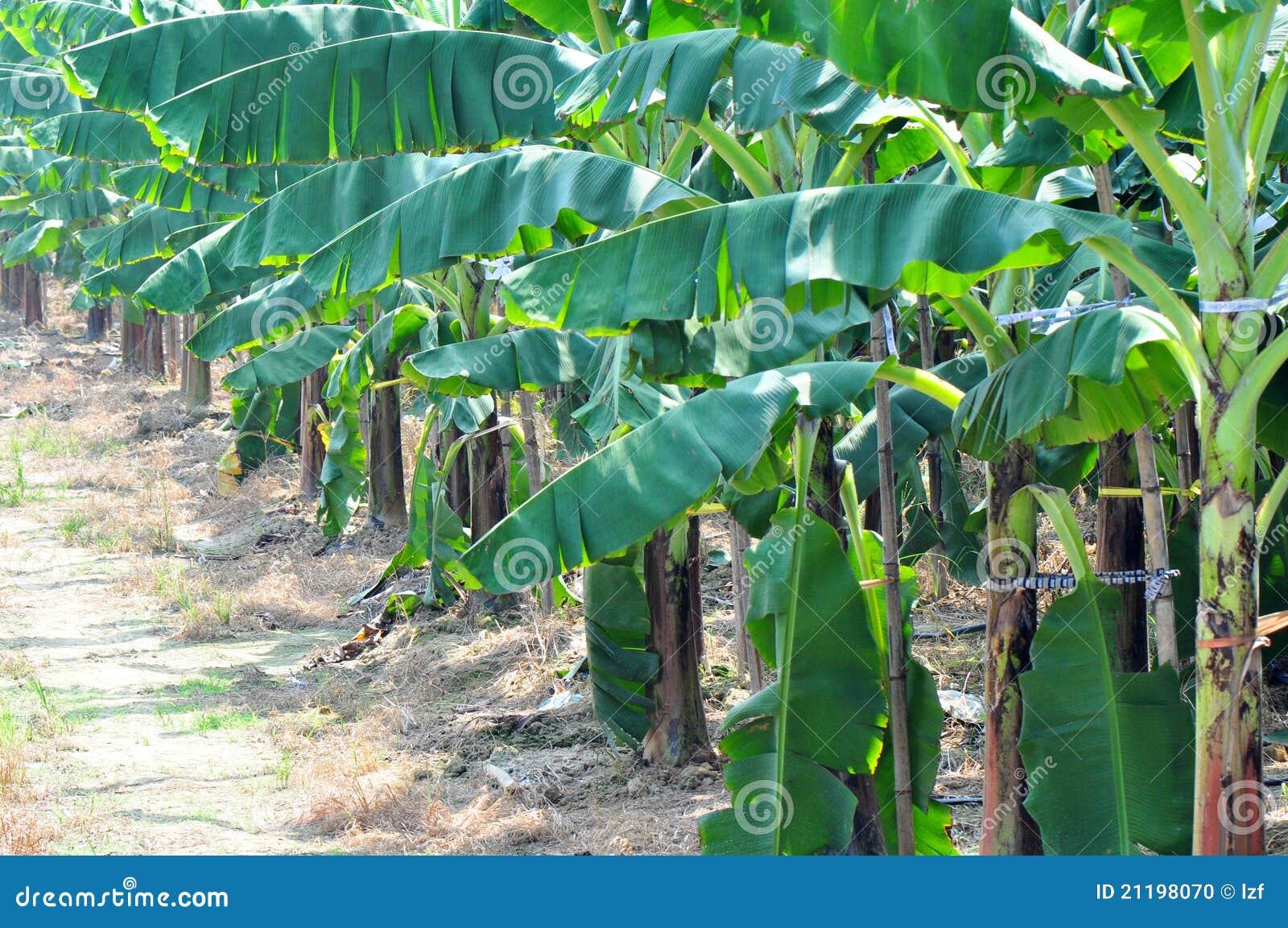 Bananas farm stock photo. Image of cultivate, botanic 21198070