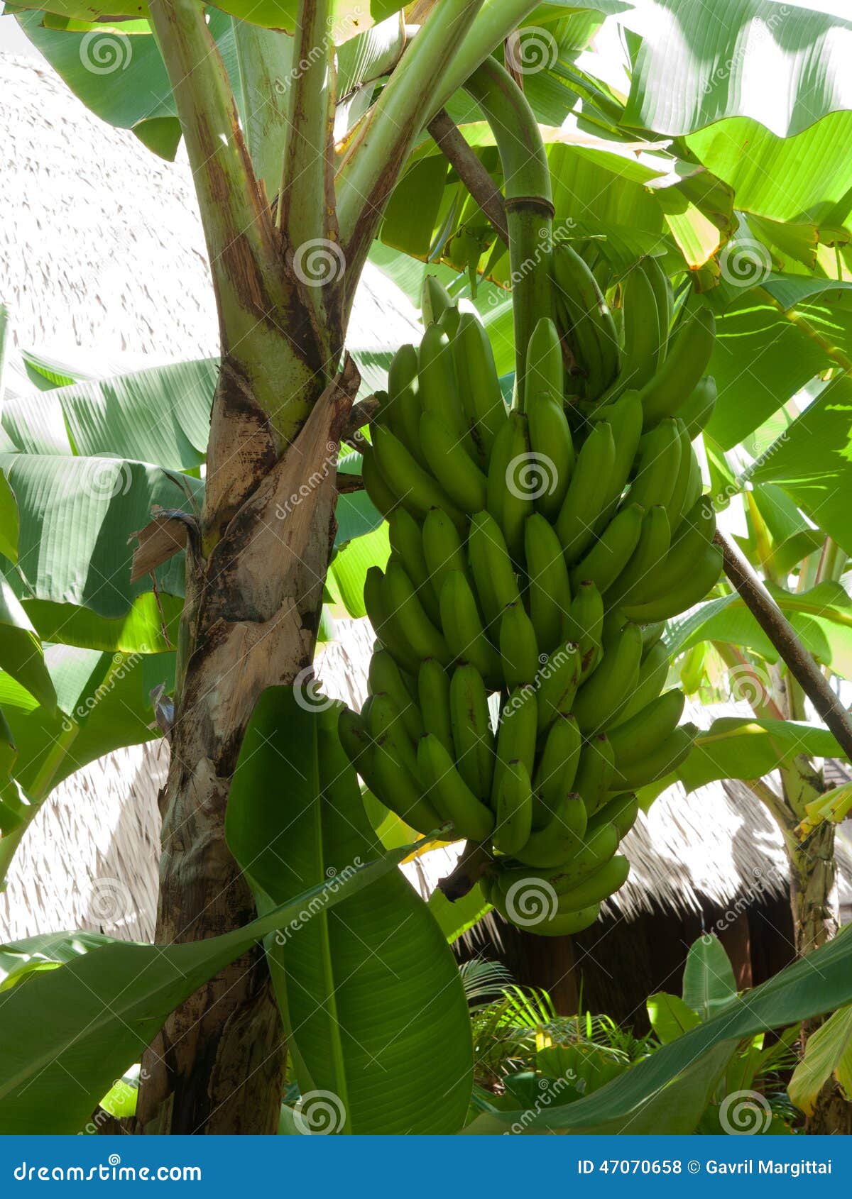 Bananas Growing in Maui Jungle Stock Photo Image of tropical, green 47070658