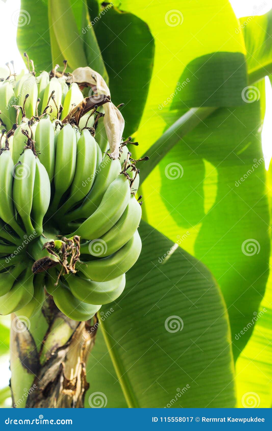 Bananas are Growing at Sunlight. Stock Image Image of background
