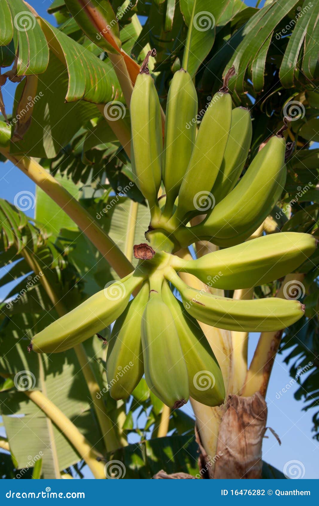 Bananas growing on tree stock photo. Image of growth 16476282