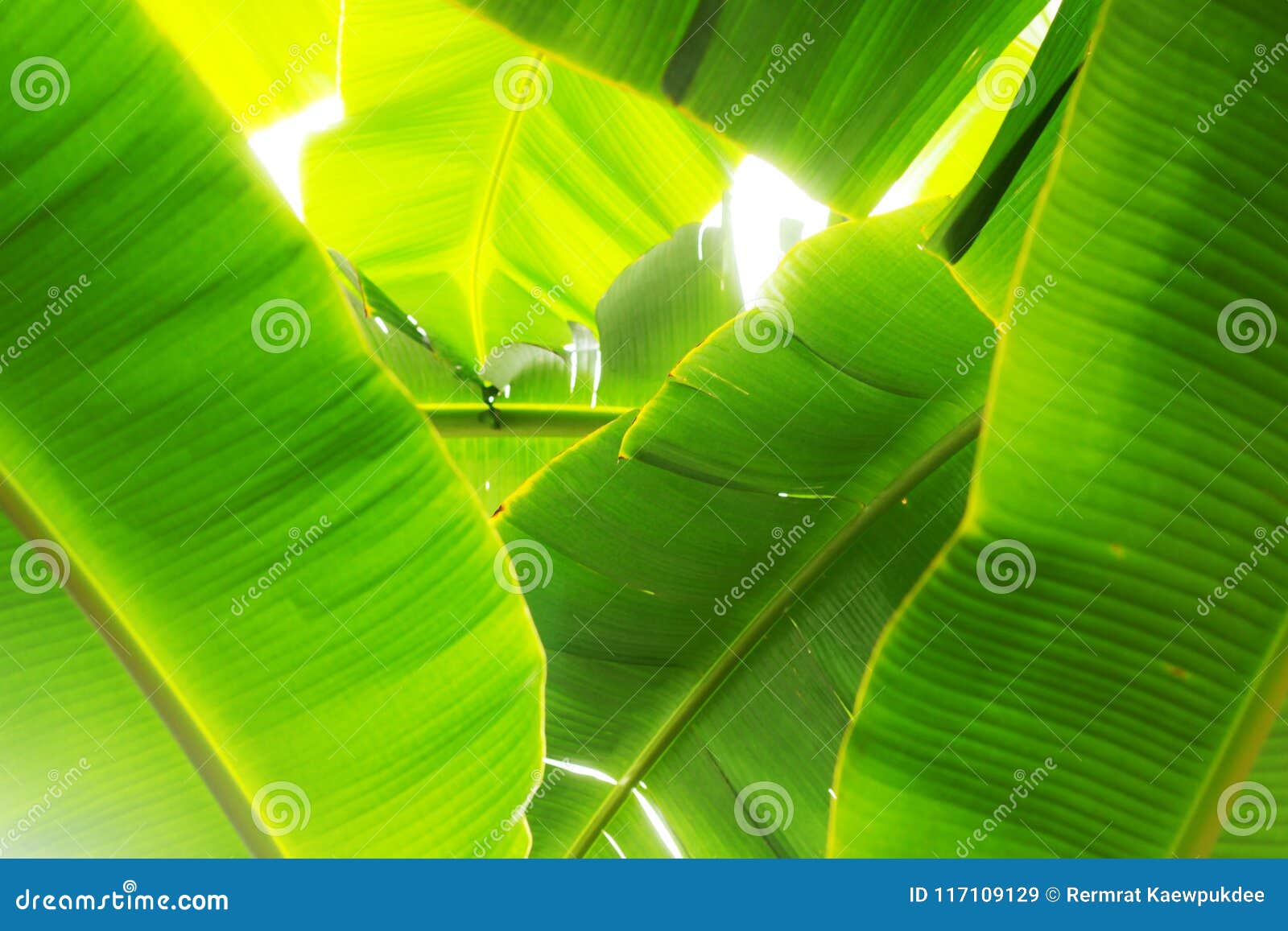 Bananas Leaves with Sunlight. Stock Image Image of environment, trees