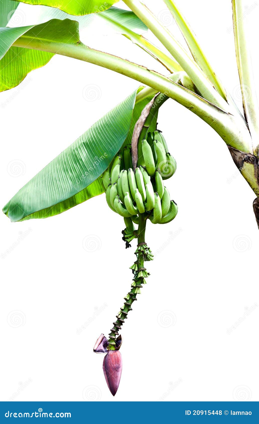 Bananas on Tree with Banana Blossom Stock Photo Image of blossom