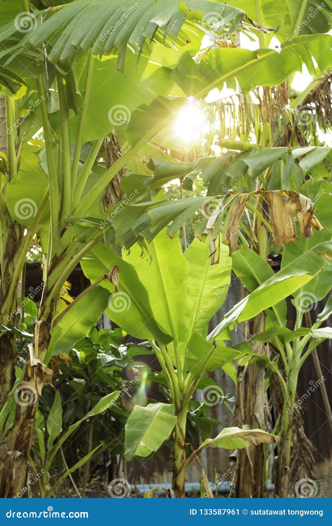 Bananas Tree with Light of the Sun Shining through Stock Image Image
