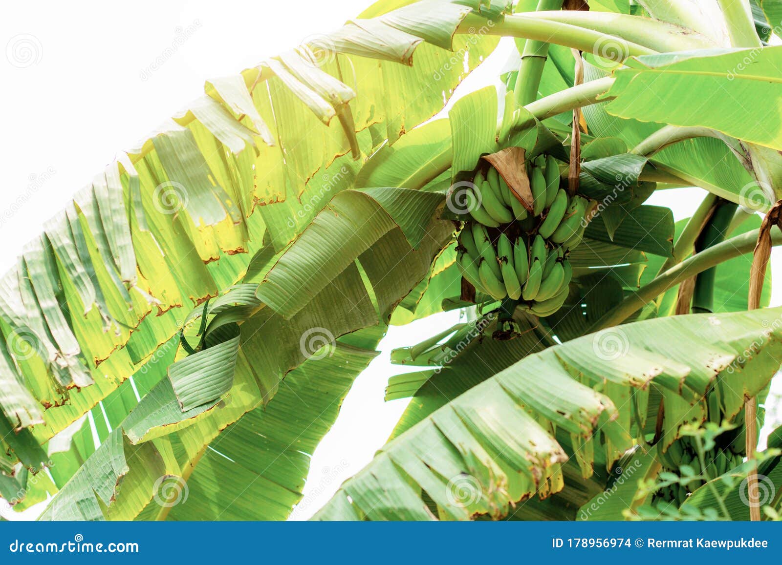 Bananas on tree at sky stock photo. Image of sunlight 178956974