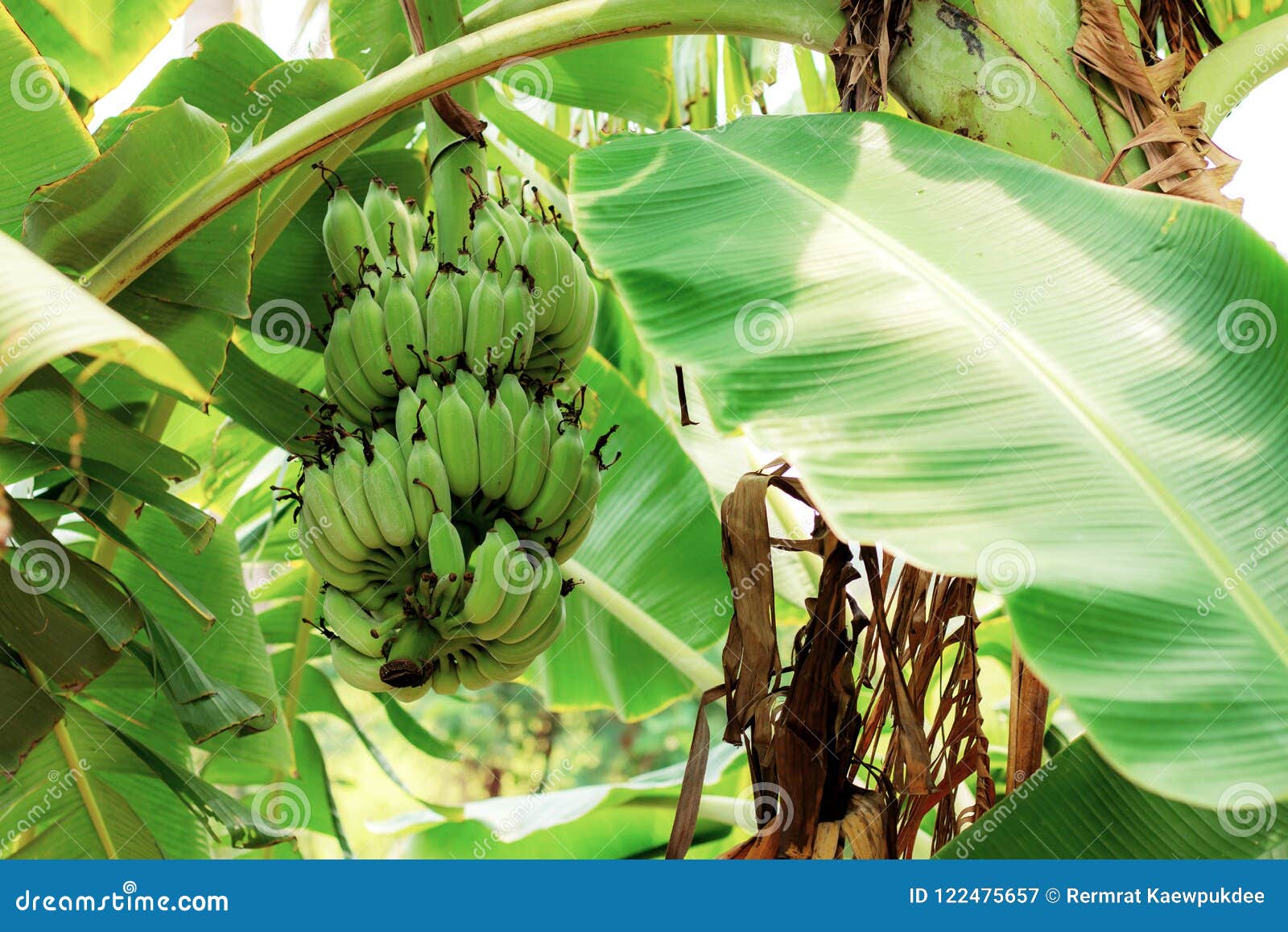 Bananas on Tree with Sunlight. Stock Image Image of close, sunlight