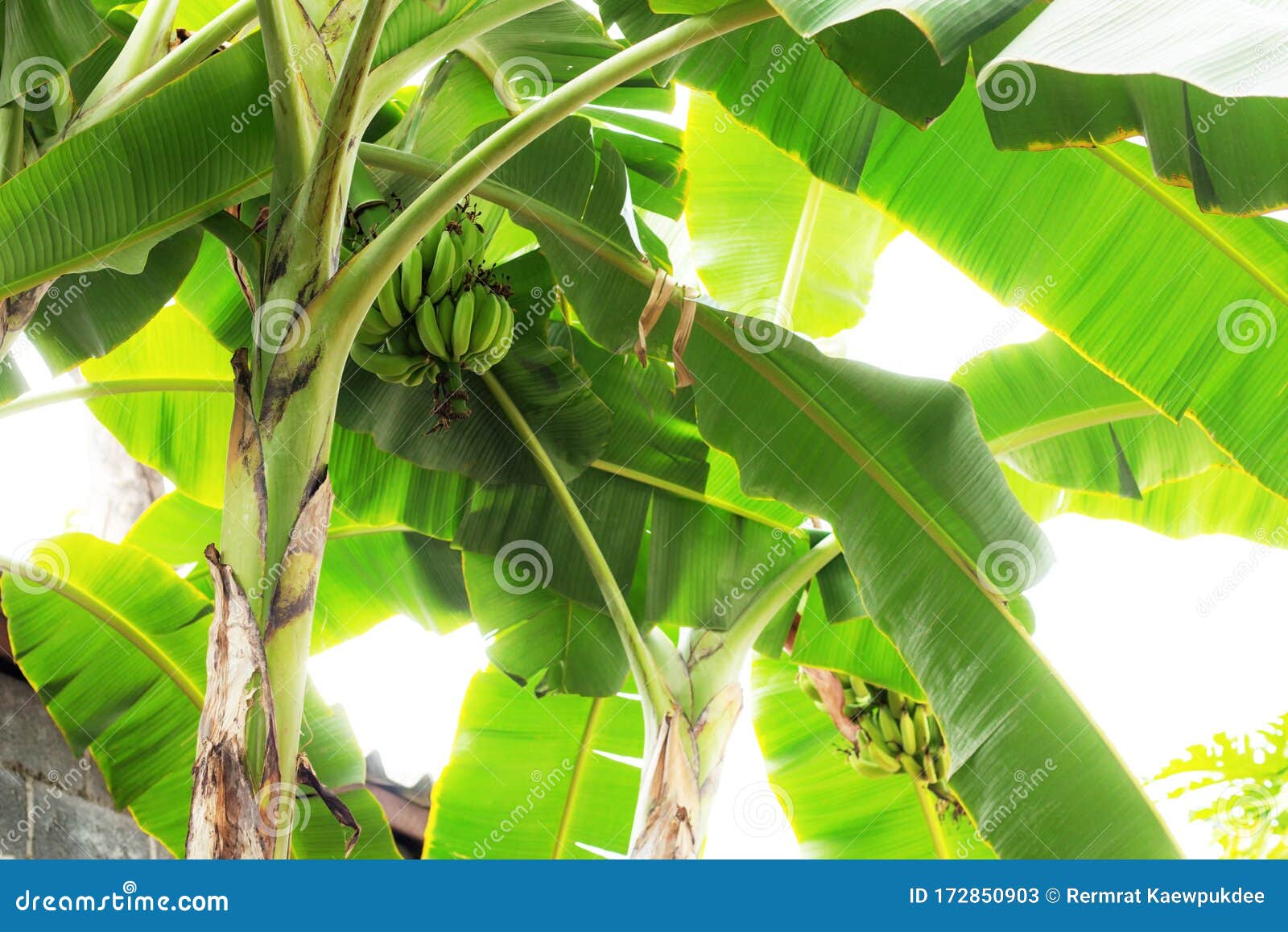 Bananas tree at sunlight stock image. Image of healthy 172850903