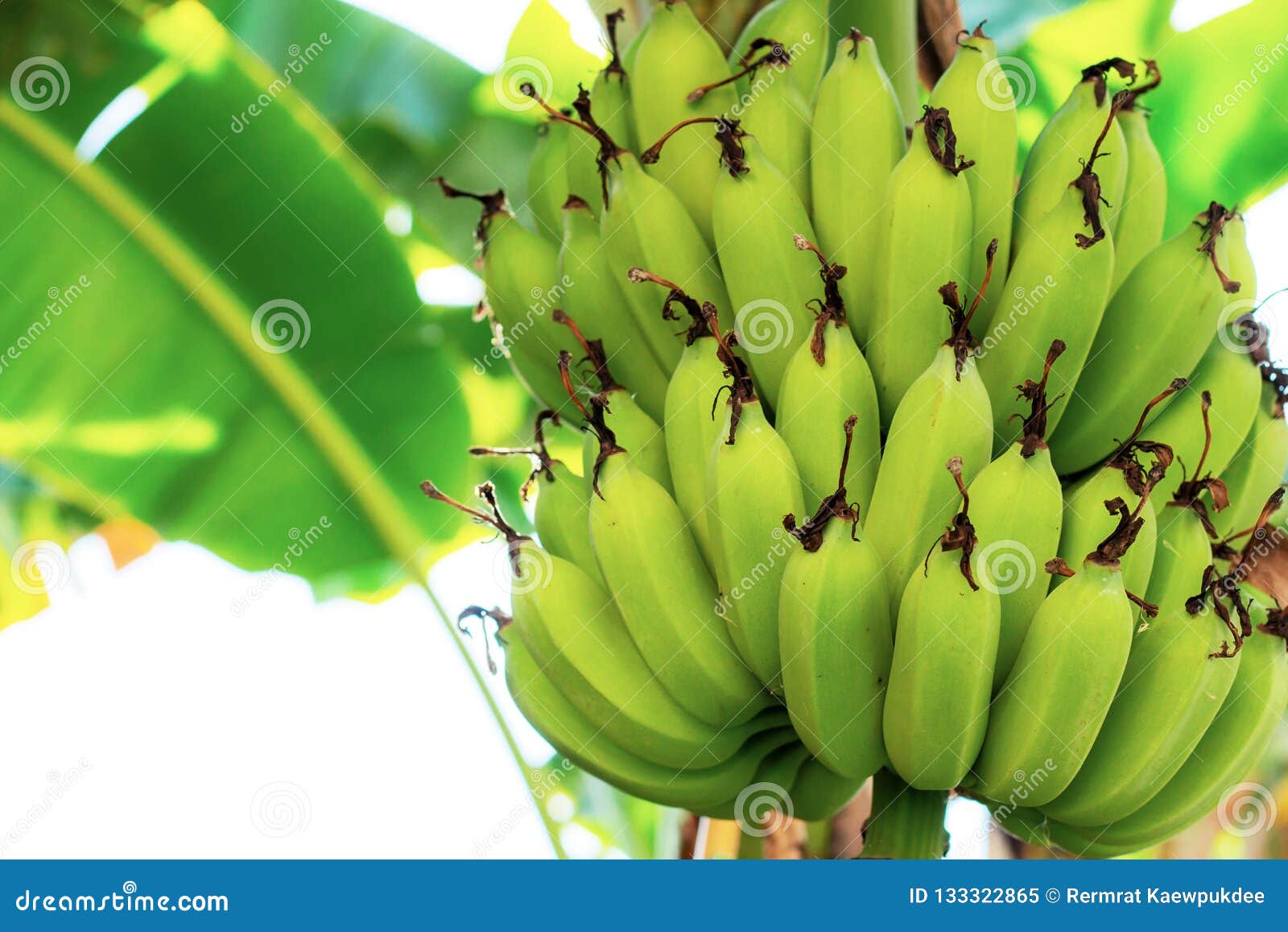 Bananas on Trees with Sunlight Stock Image Image of farming, asian