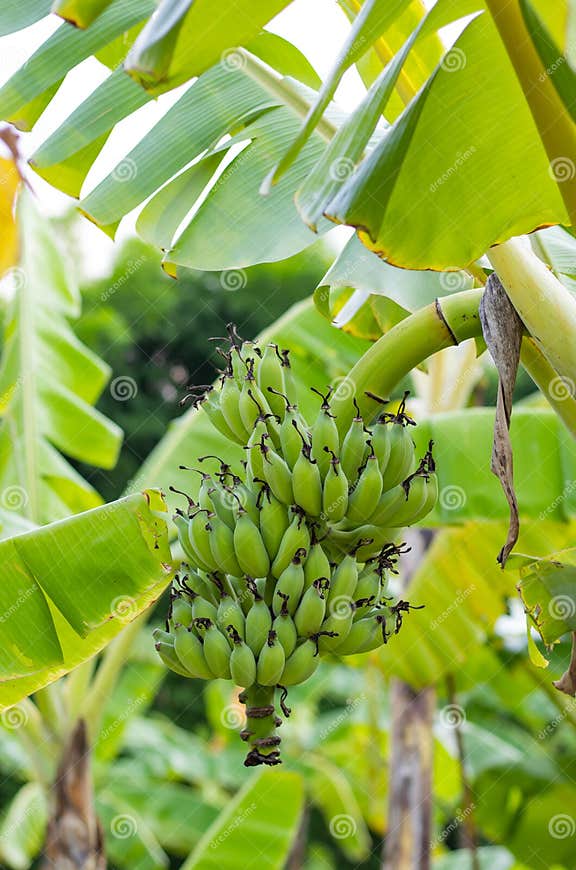 Bananen Auf Dem Baum Im Garten Stockfoto Bild von gruppe, nave 125406246