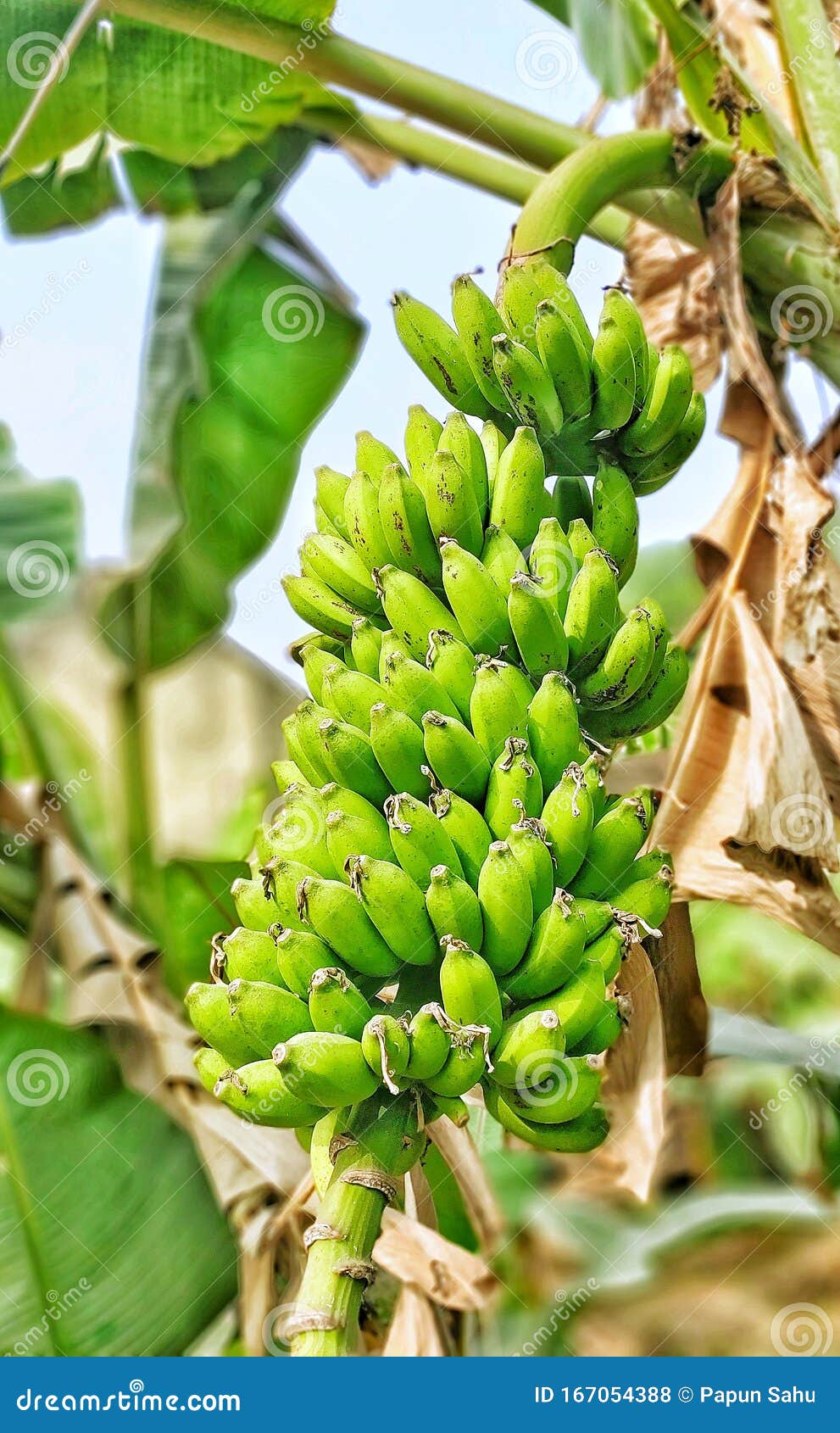 Bananen Im Bananenbaum Stockfoto Bild Von Zwei Blume