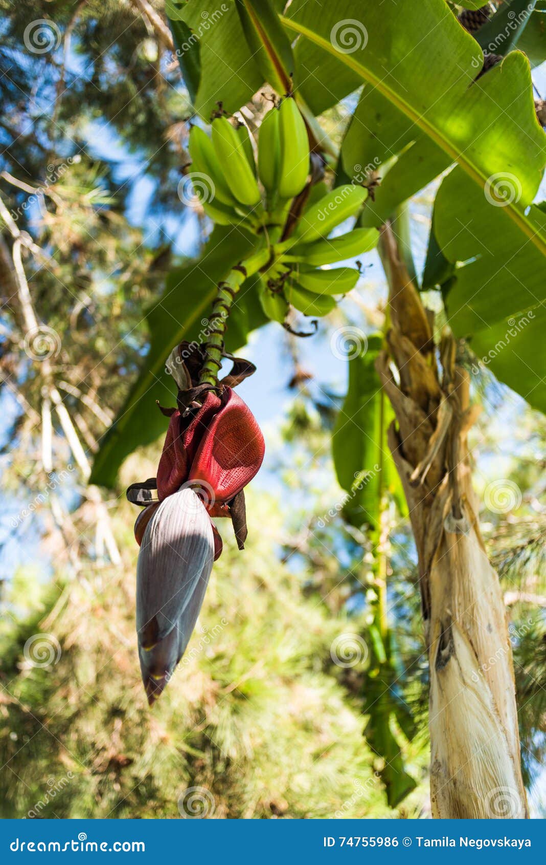 BananenPalme mit Blume stockfoto. Bild von sommer, blumen