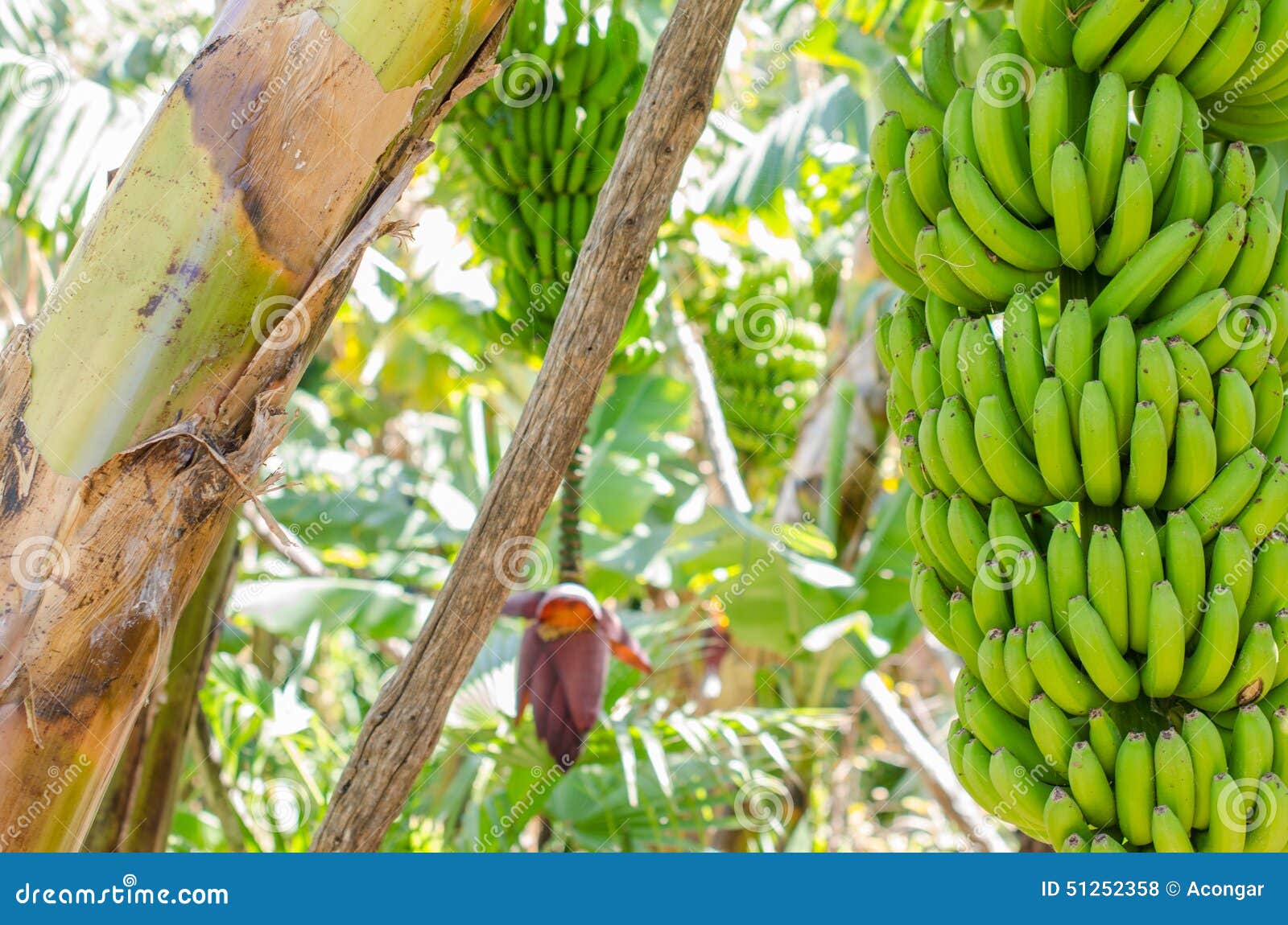 Bananenbaum Mit Einem Bündel Bananen Stockfoto Bild 51252358
