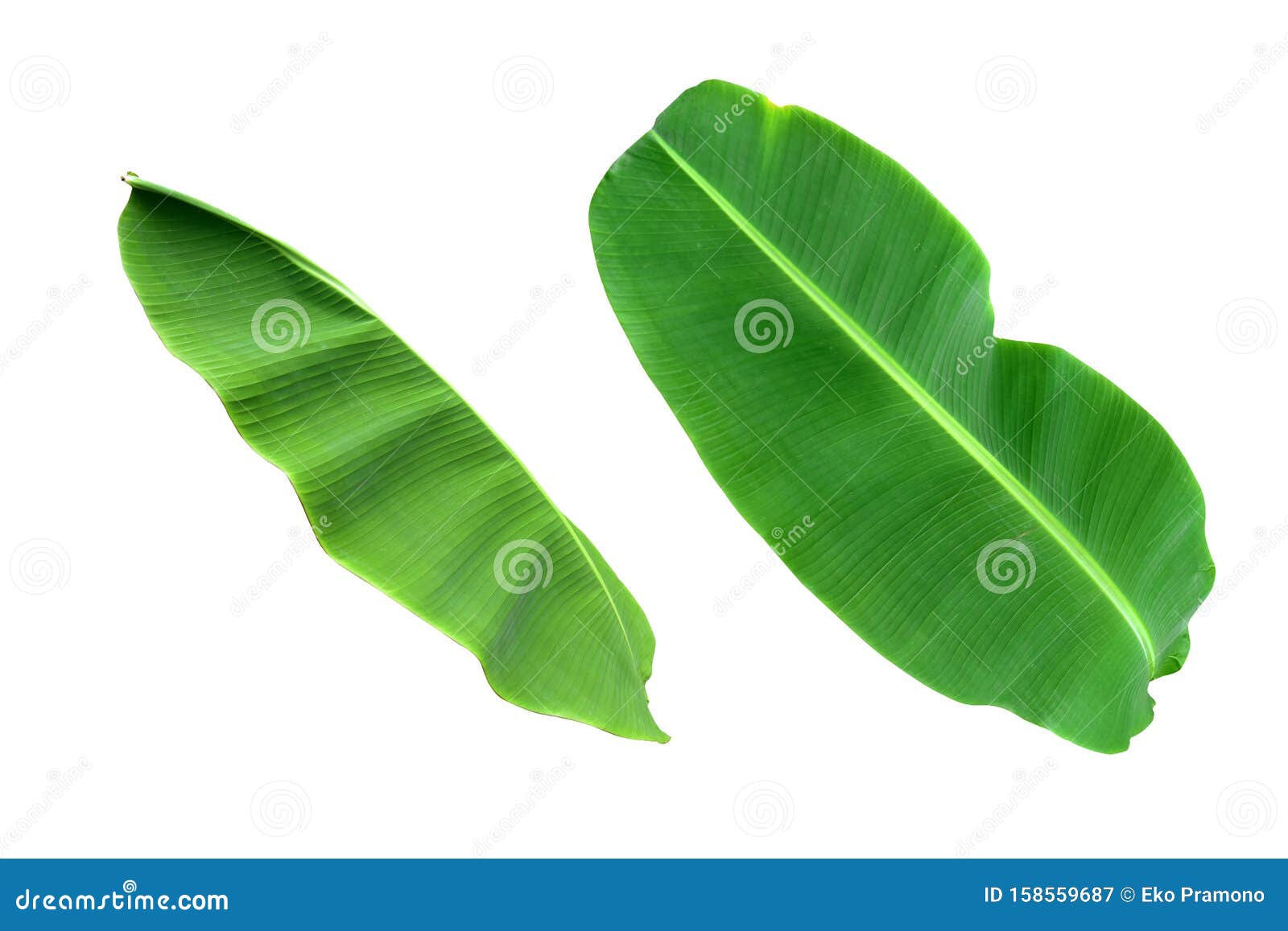 Bananenblatt Auf Weissem Hintergrund Tropische Pflanze Stockbild Bild Von Farn Auslegung 158559687