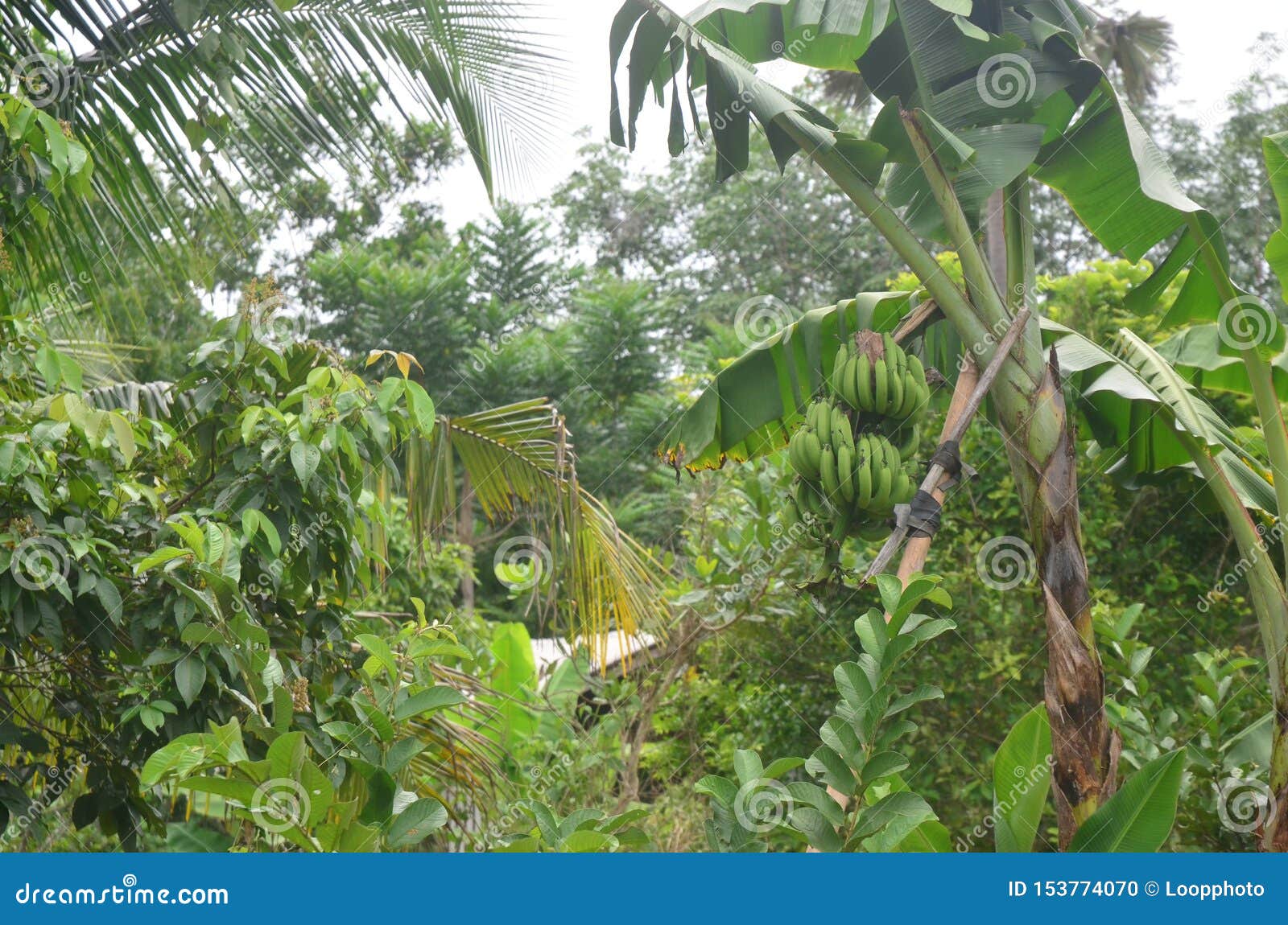 Bananenstaude im Garten stockfoto. Bild von siamesisch
