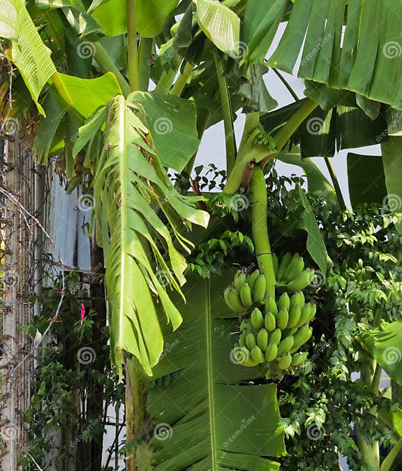 Bananenstaude Mit Einem Bündel, Das in Einem Tropischen Regenwald Einer