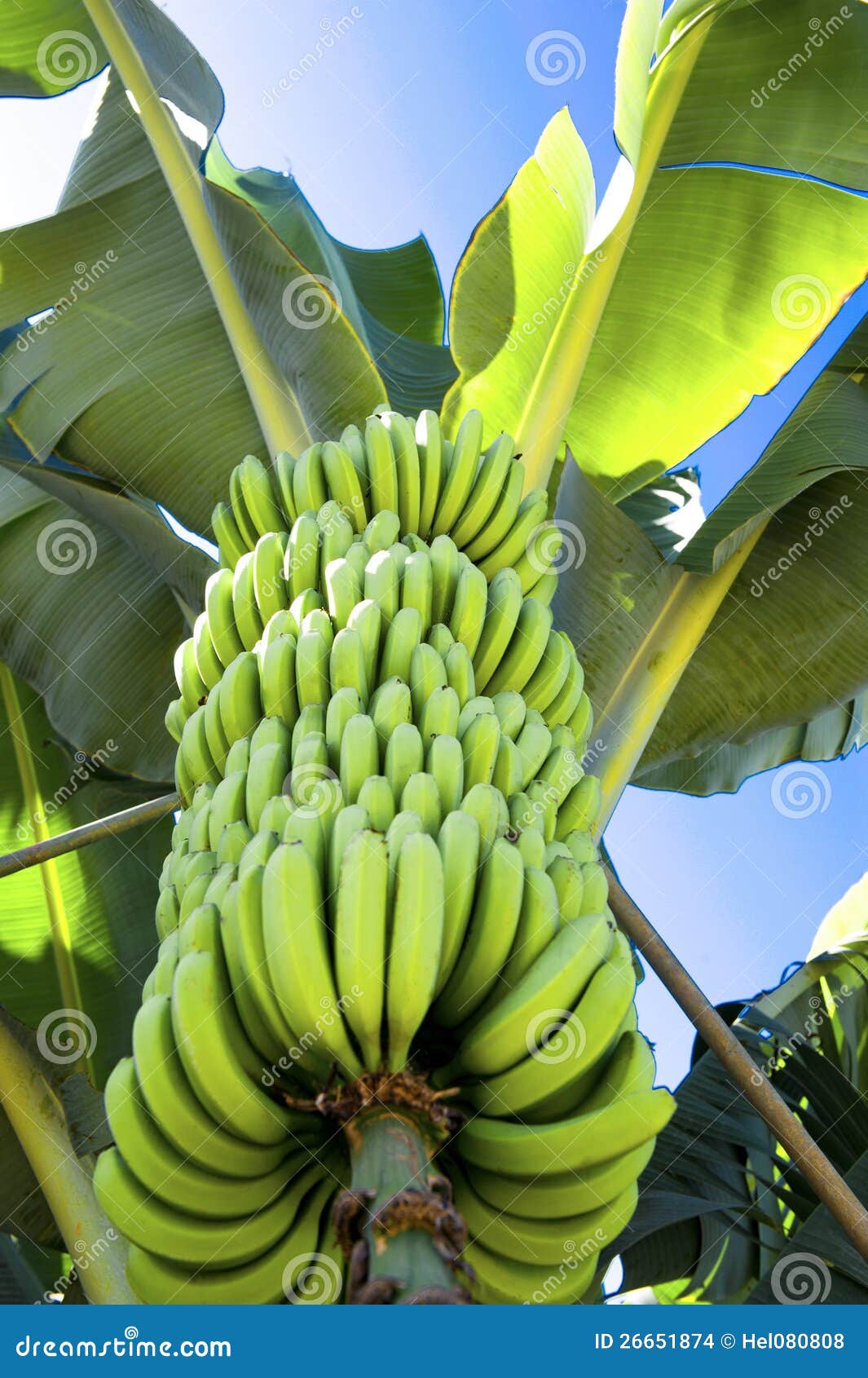 Bananes Fraîches Sur Un Bananier Photo stock - Image du plantation