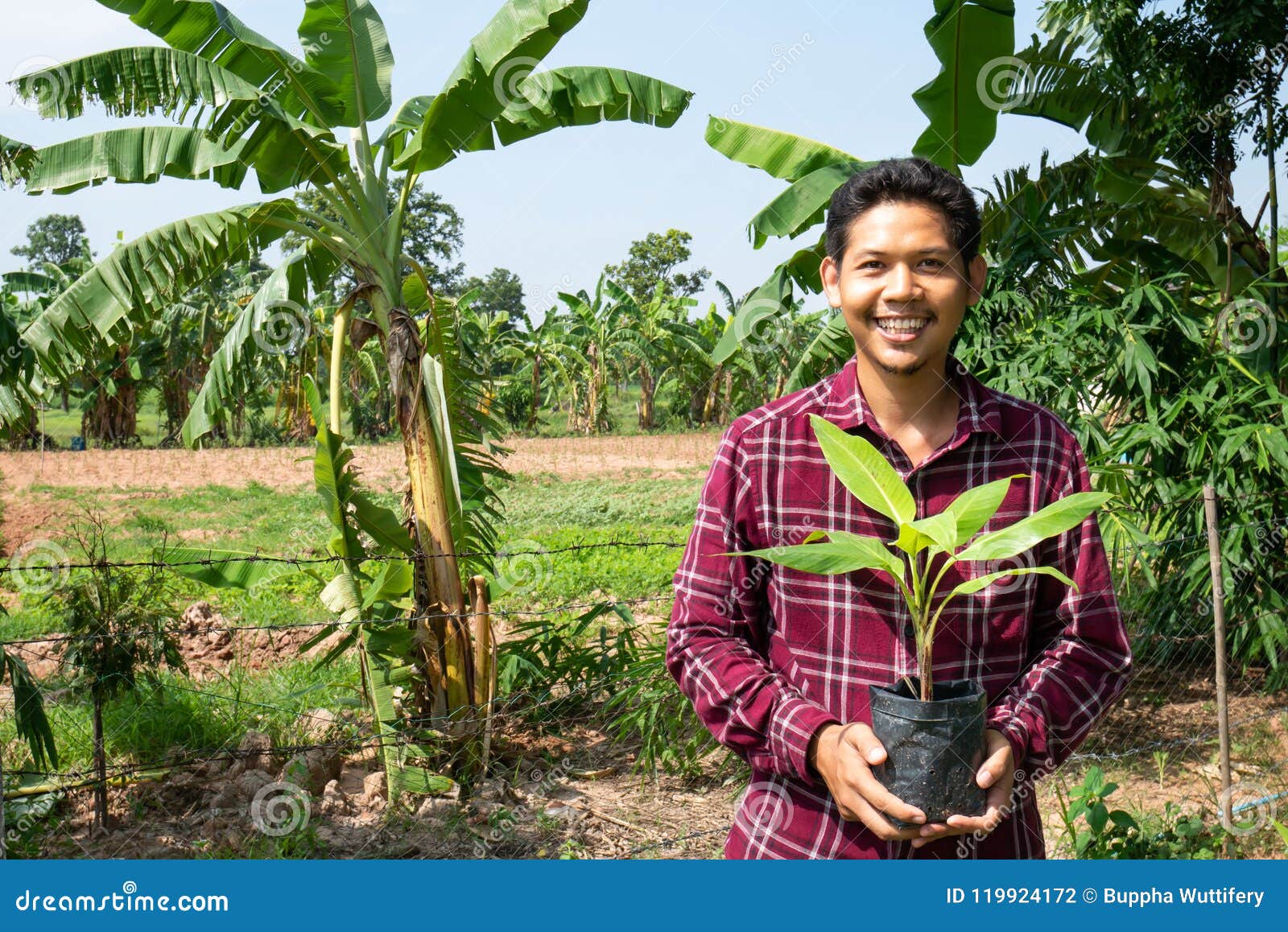 Banano asiatico della tenuta dell'agricoltore dell'uomo. Banano asiatico e coltivazione della tenuta dell'agricoltore dell'uomo nel campo organico, Tailandia