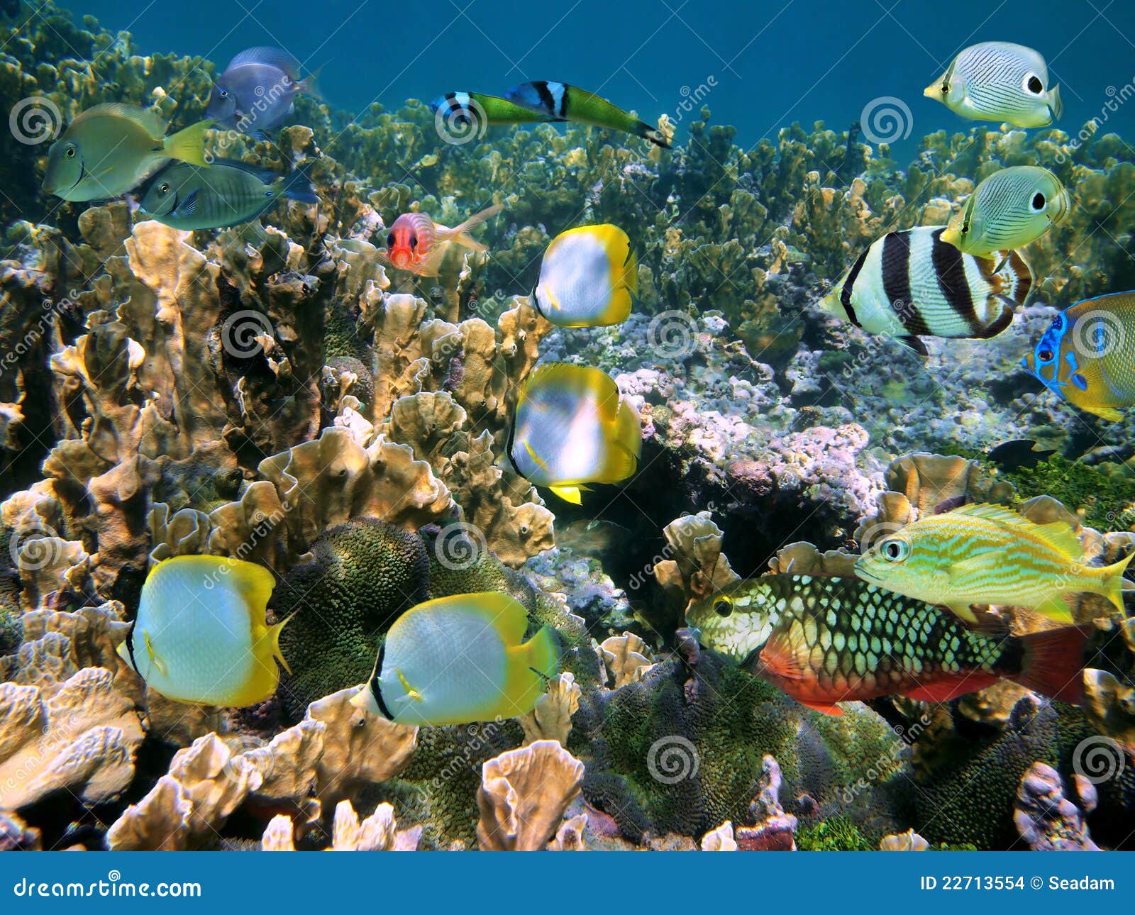 Banc Des Poissons Colores Photo Stock Image Du Martinique