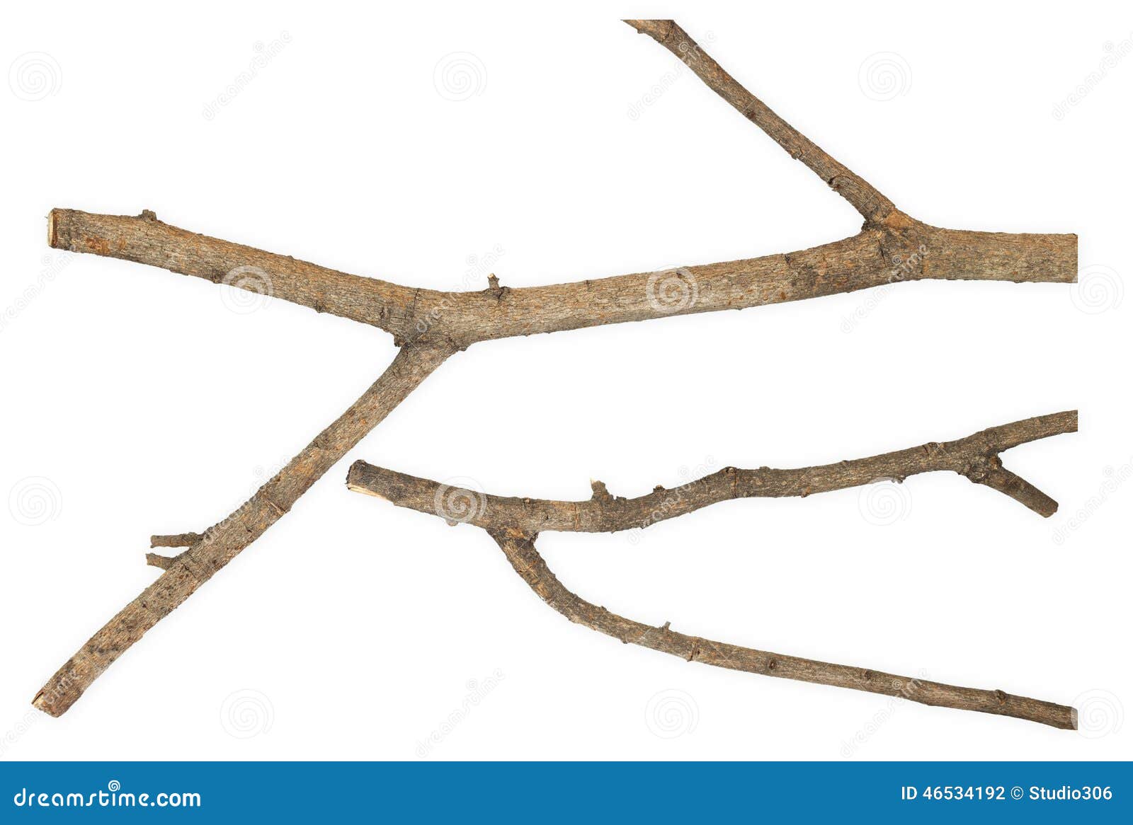 Twigs, set macro dry branches birch isolated on white background Stock  Photo by ©dusan964 62587859