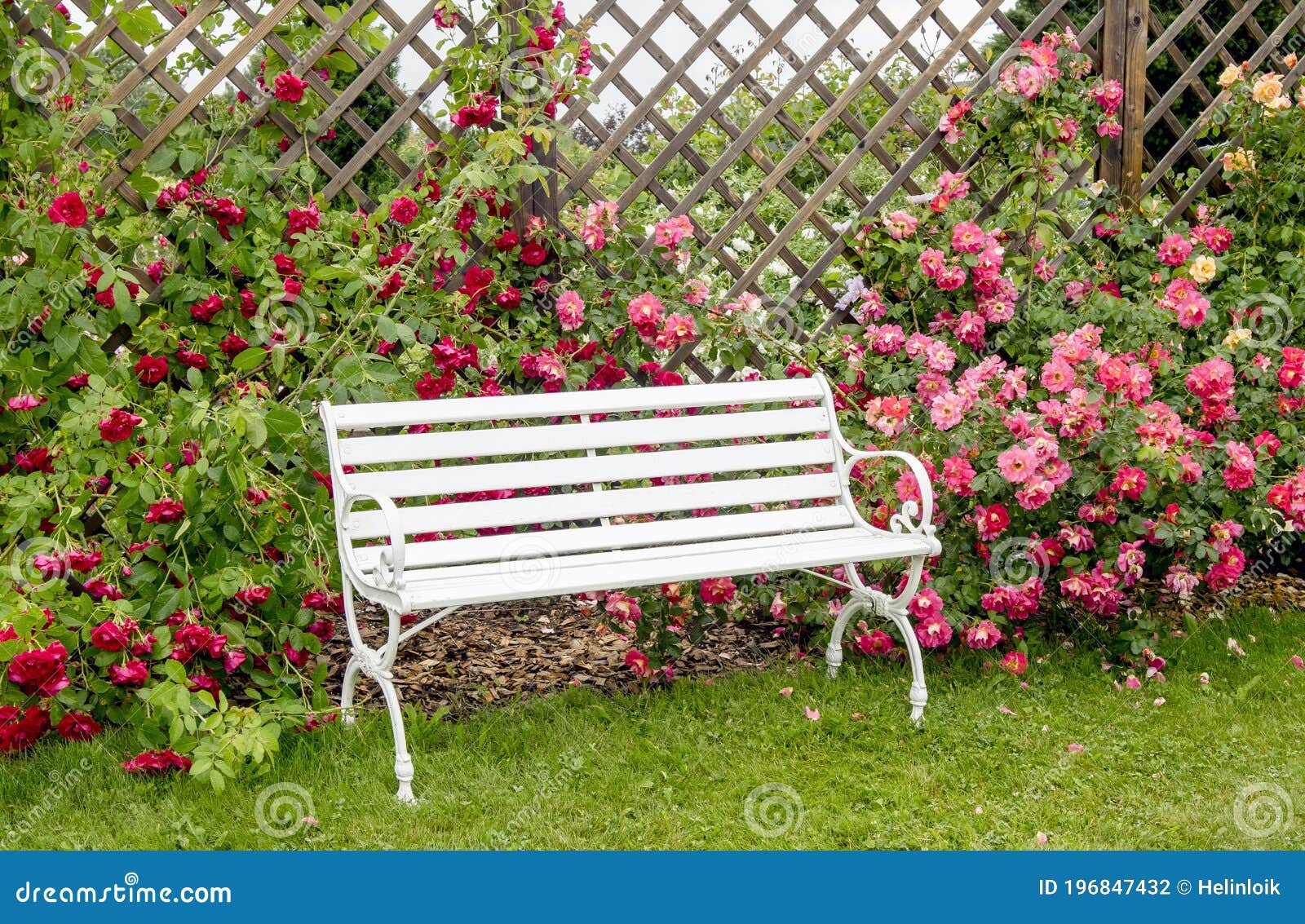 Banco De Estilo Romântico Branco Em Jardim De Rosas Coloridas E Luxuosas No  Verão. Foto de Stock - Imagem de jardim, exterior: 196847432
