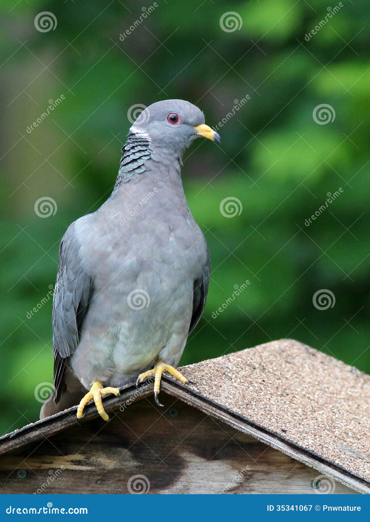 Band Tailed Pigeon Stock Photos - Free & Royalty-Free Stock Photos from  Dreamstime