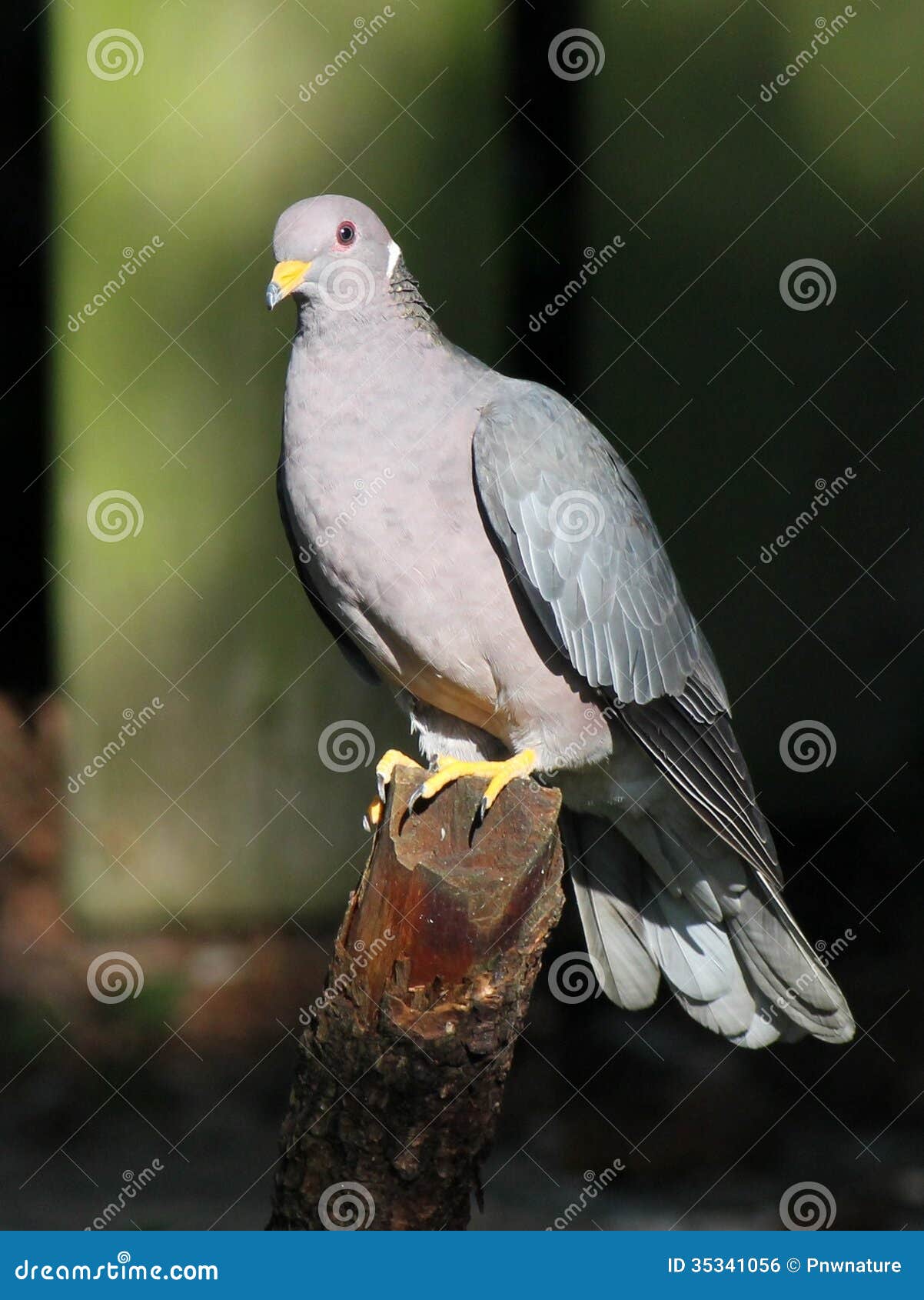 band-tailed pigeon perched