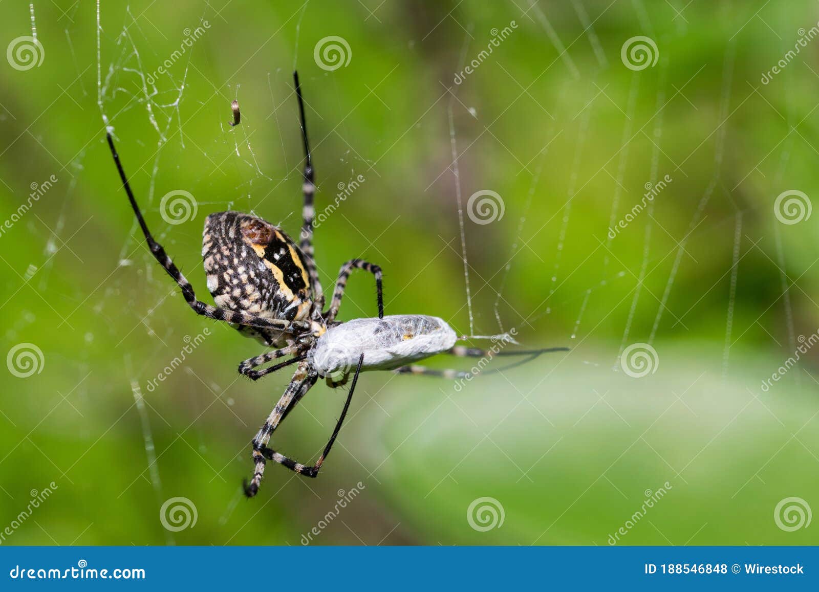 banded argiope spider (argiope trifasciata) on its web about to eat its prey, a fly meal