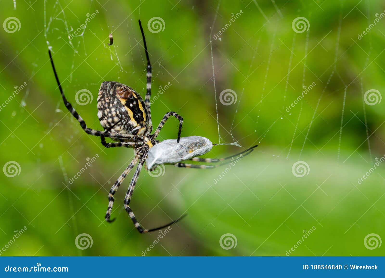 banded argiope spider (argiope trifasciata) on its web about to eat its prey, a fly meal