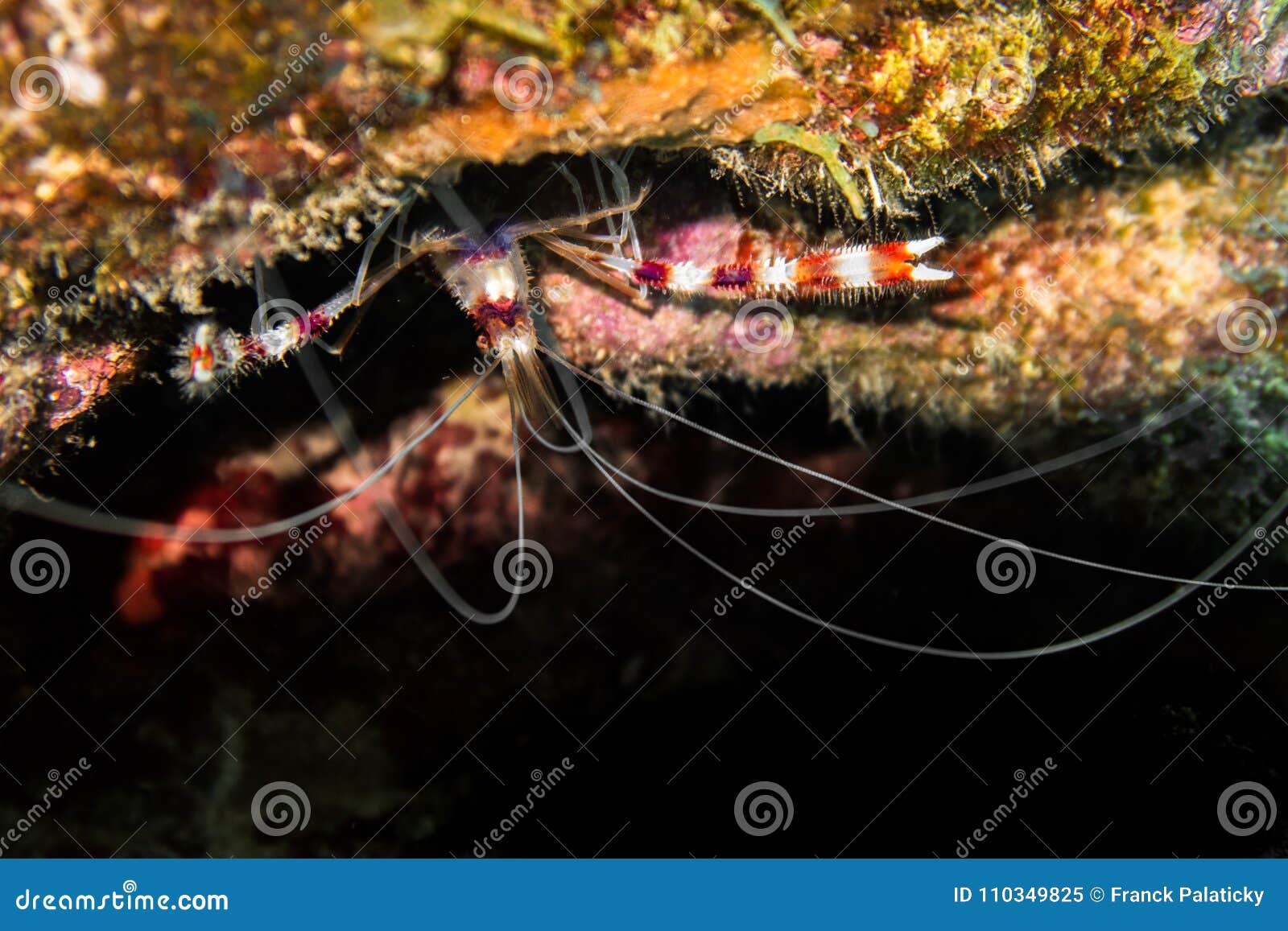 banded coral shrimp at the edge of a reef crevasse