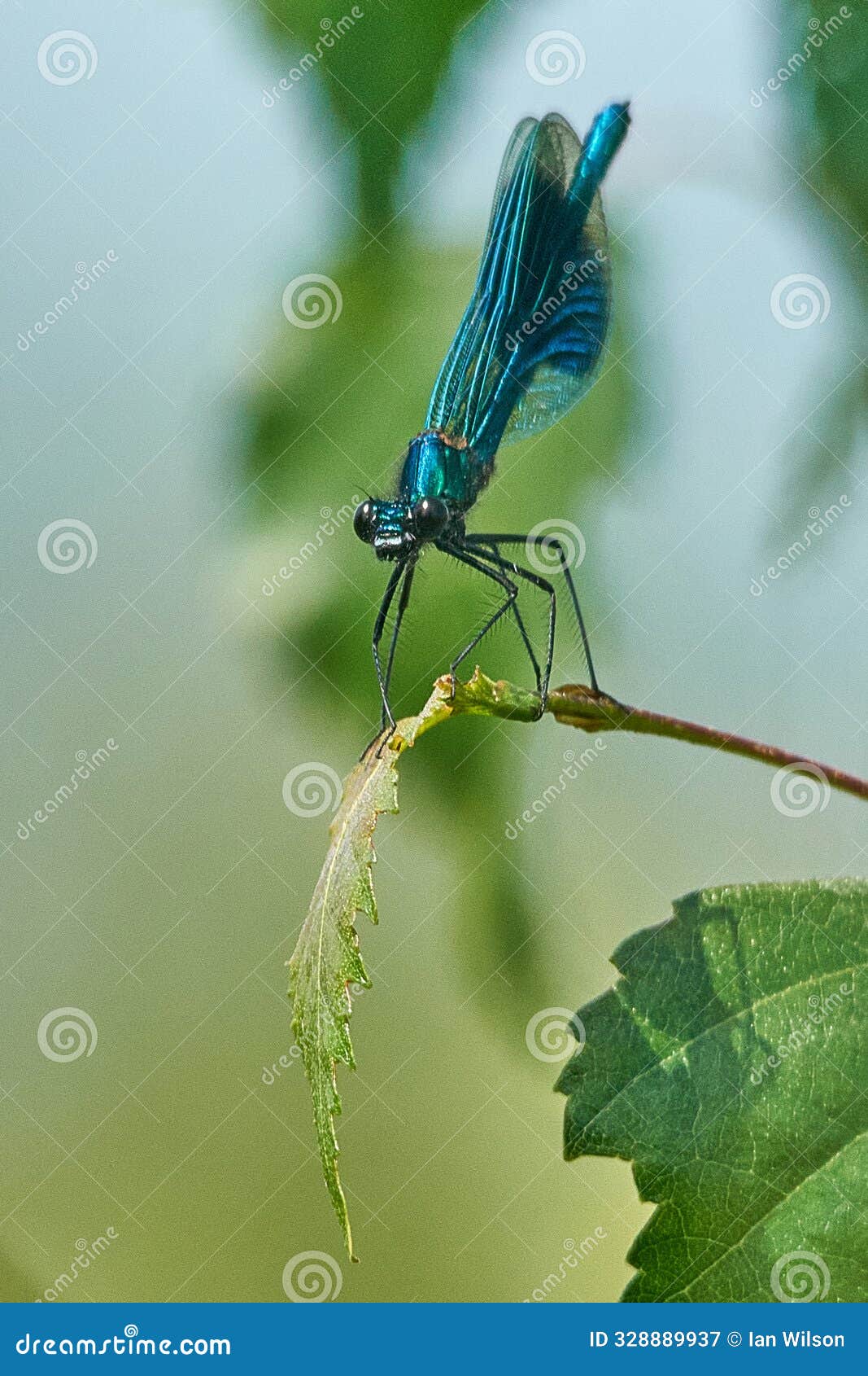 banded demoiselle - male - calopteryx splendens