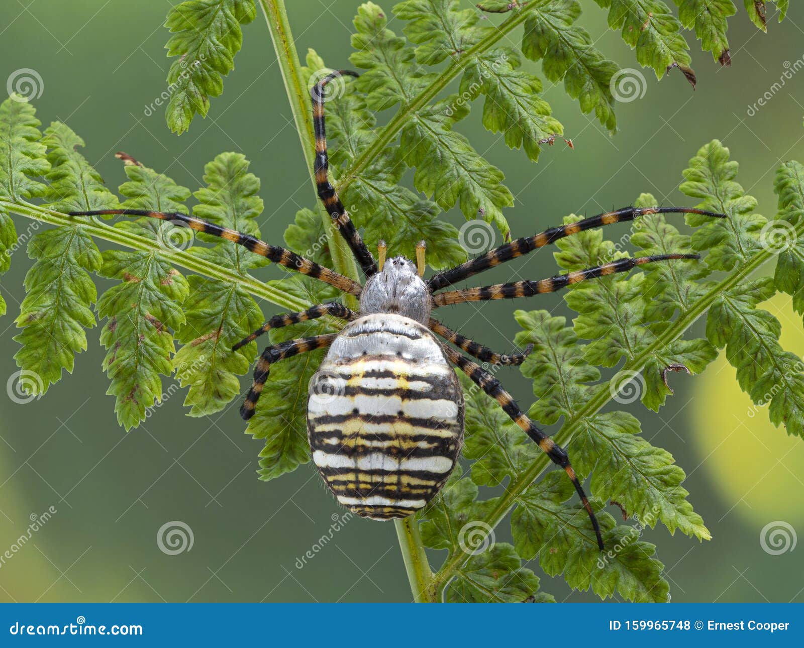D102 P1010044 Banded Garden Spider Argiope Trifasciata Copyright