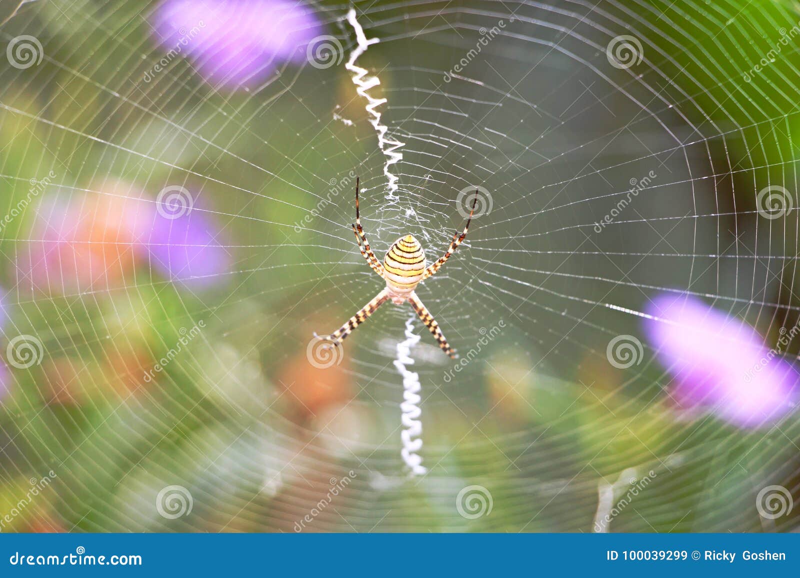 Banded Garden Spider With Web Stock Image Image Of Predator