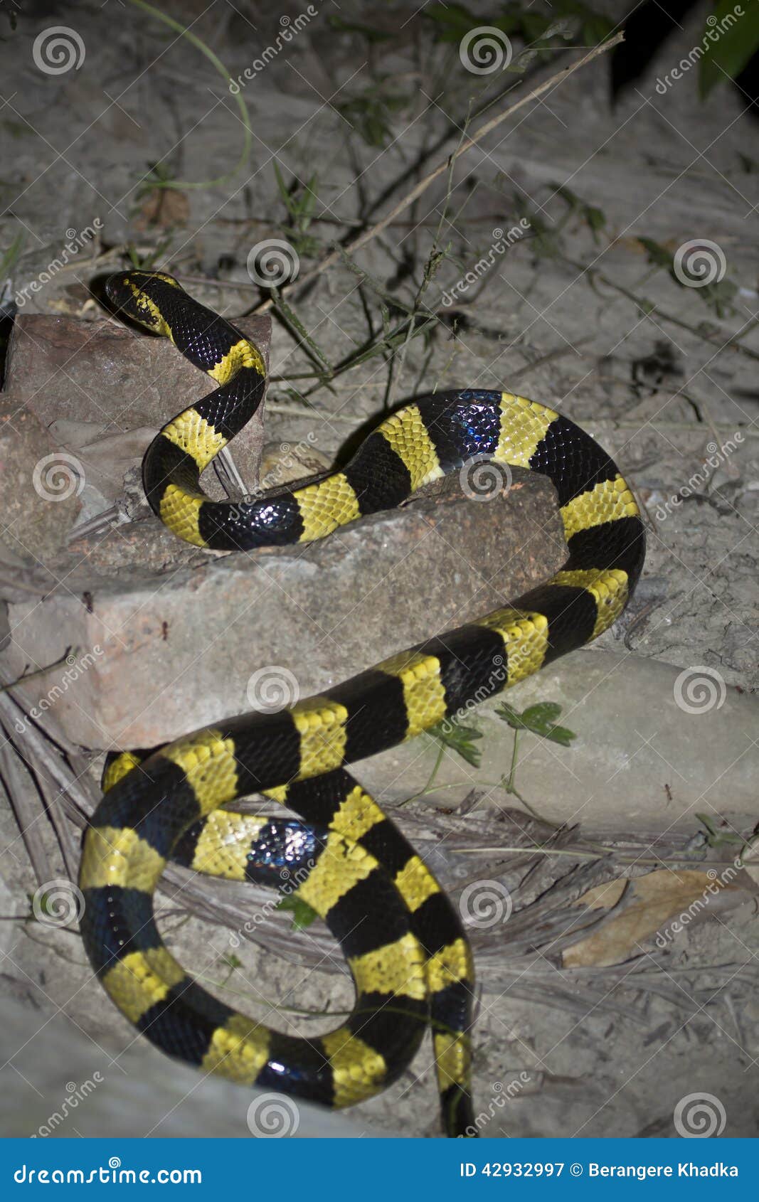 banded krait snake specie bungarus fasciatus in nepal