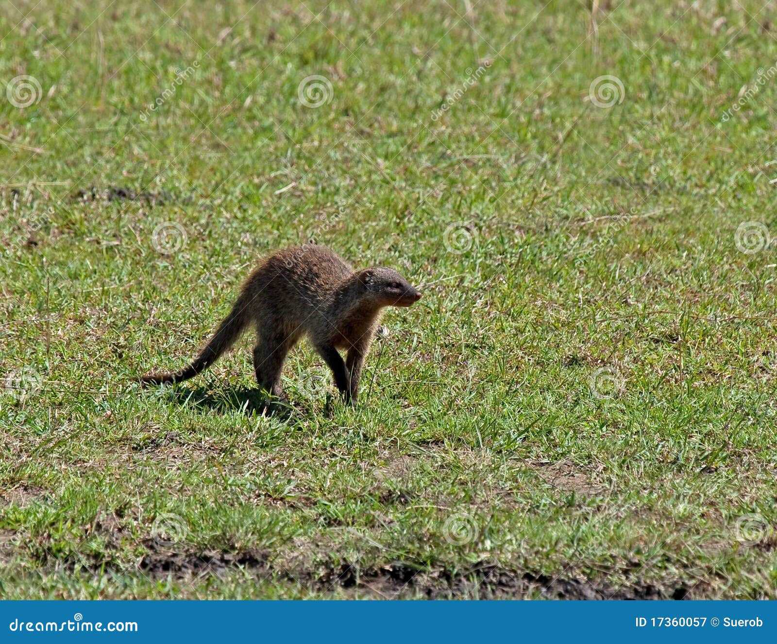 Banded Mongoose stock image. Image of africa, wild, mungo 17360057