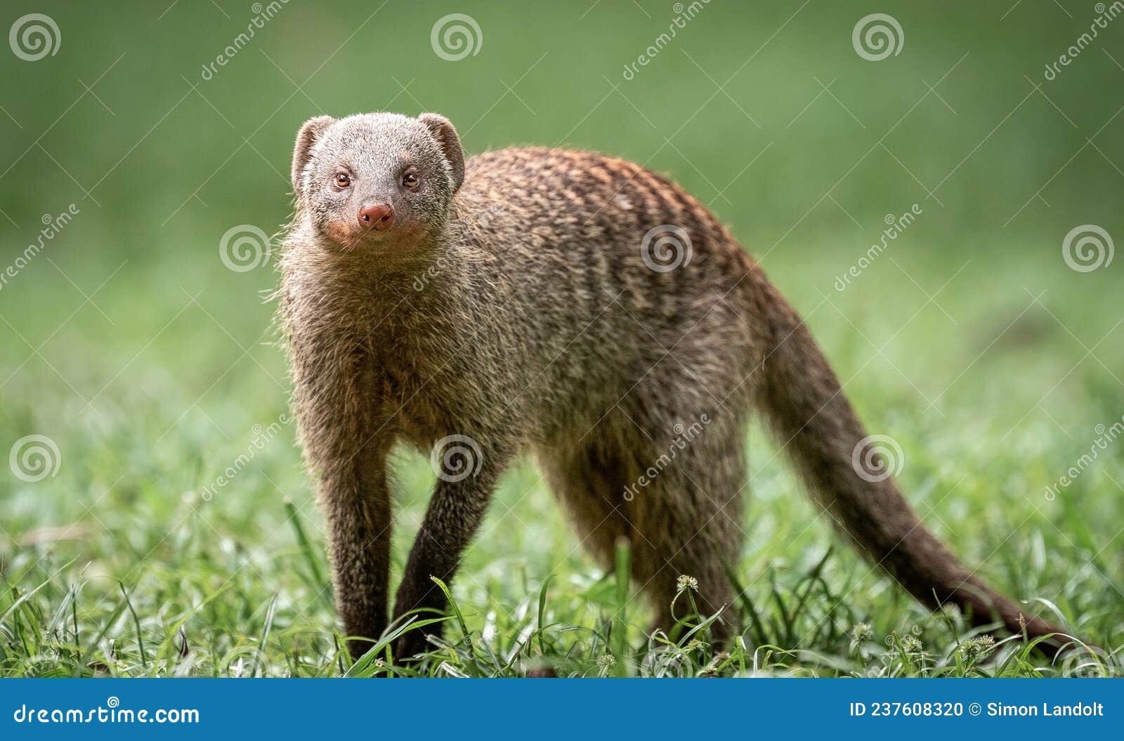 Banded Mongoose Stock Photo Image Of Animal Mammal 237608320
