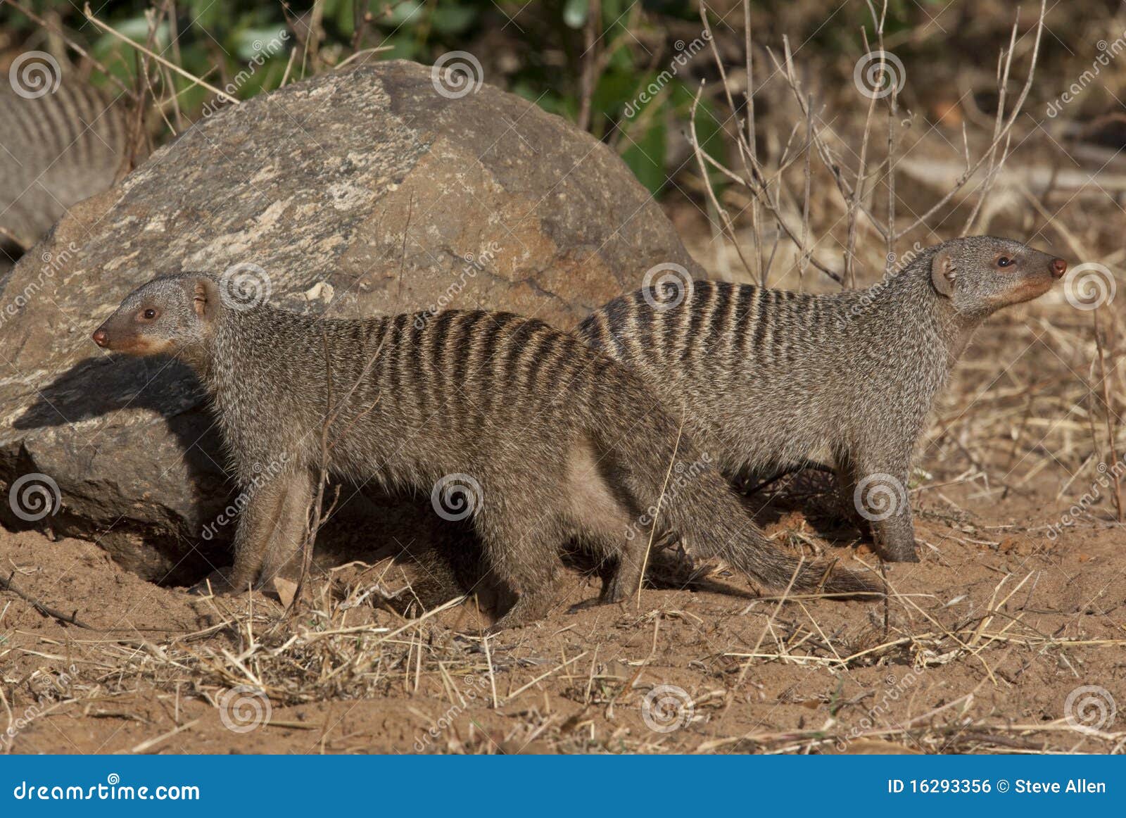 banded mongoose - botswana