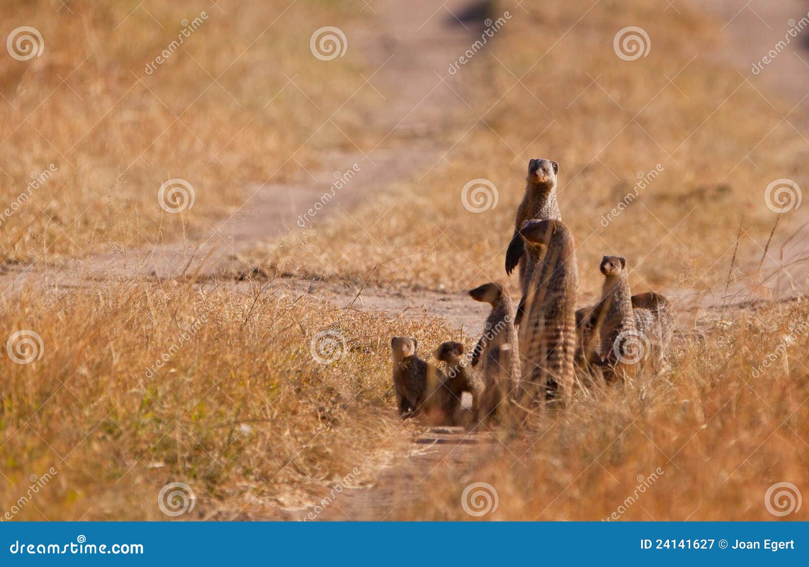 the banded mongoose family
