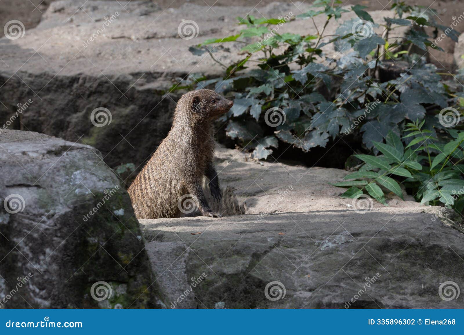 banded mongoose, group with baby, mungos mungo