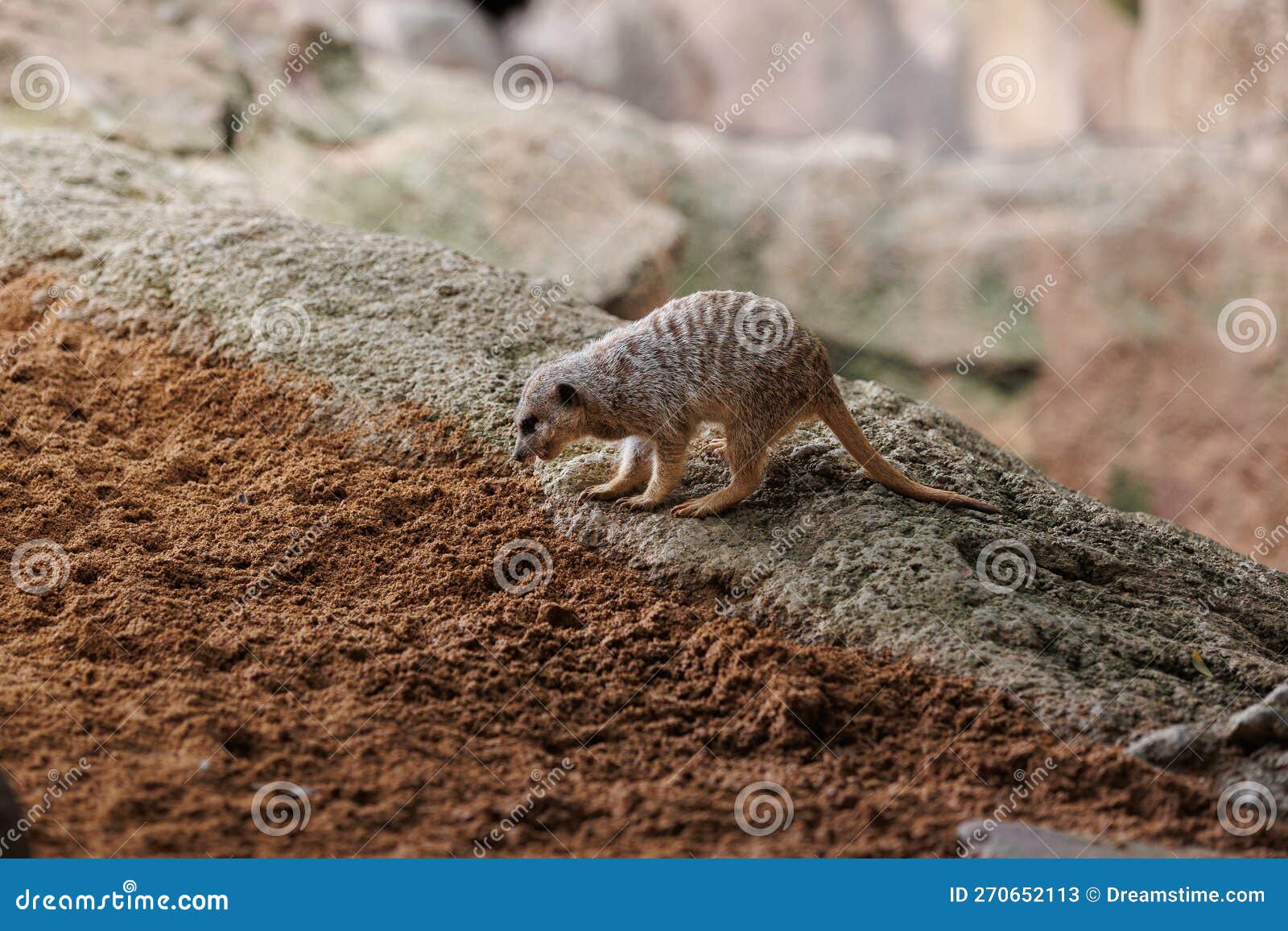 banded mongoose scurrying fast in its natural environment in search of food