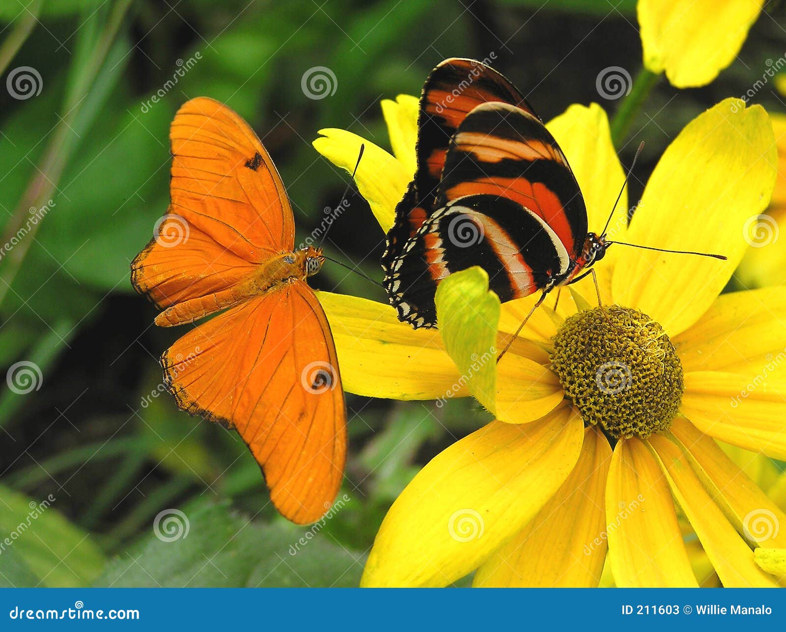 banded orange and julia